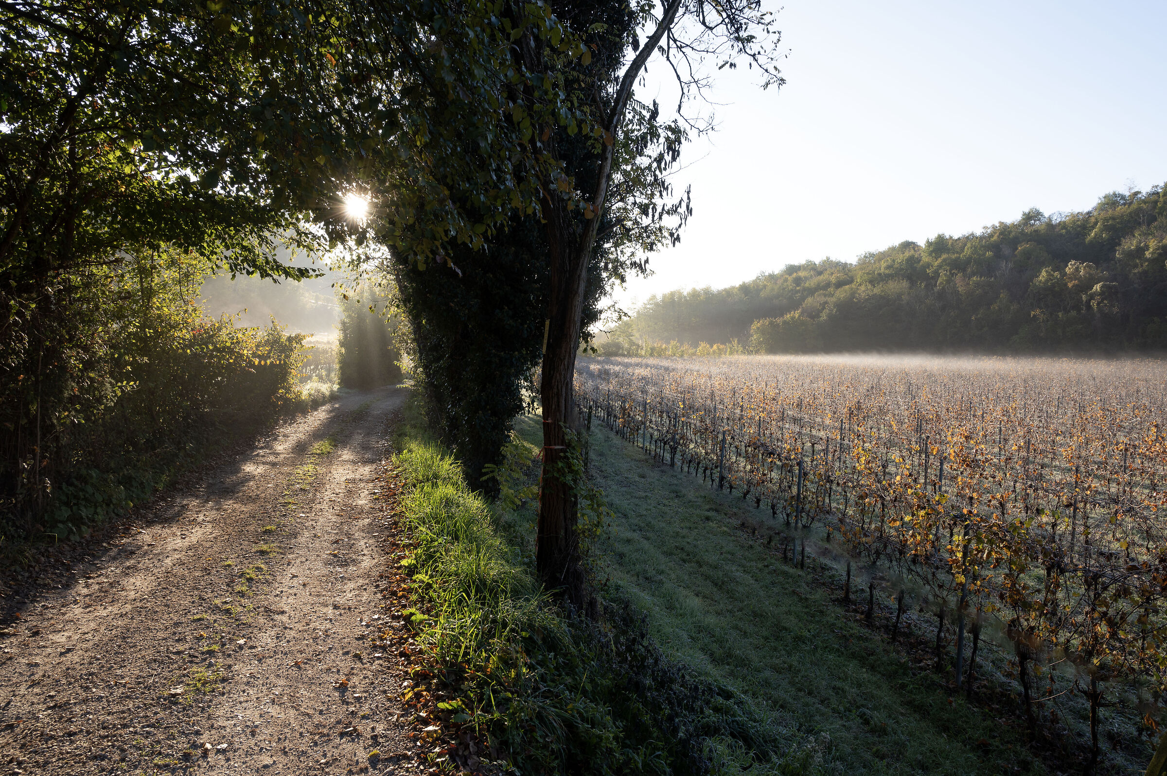 Brina del mattino