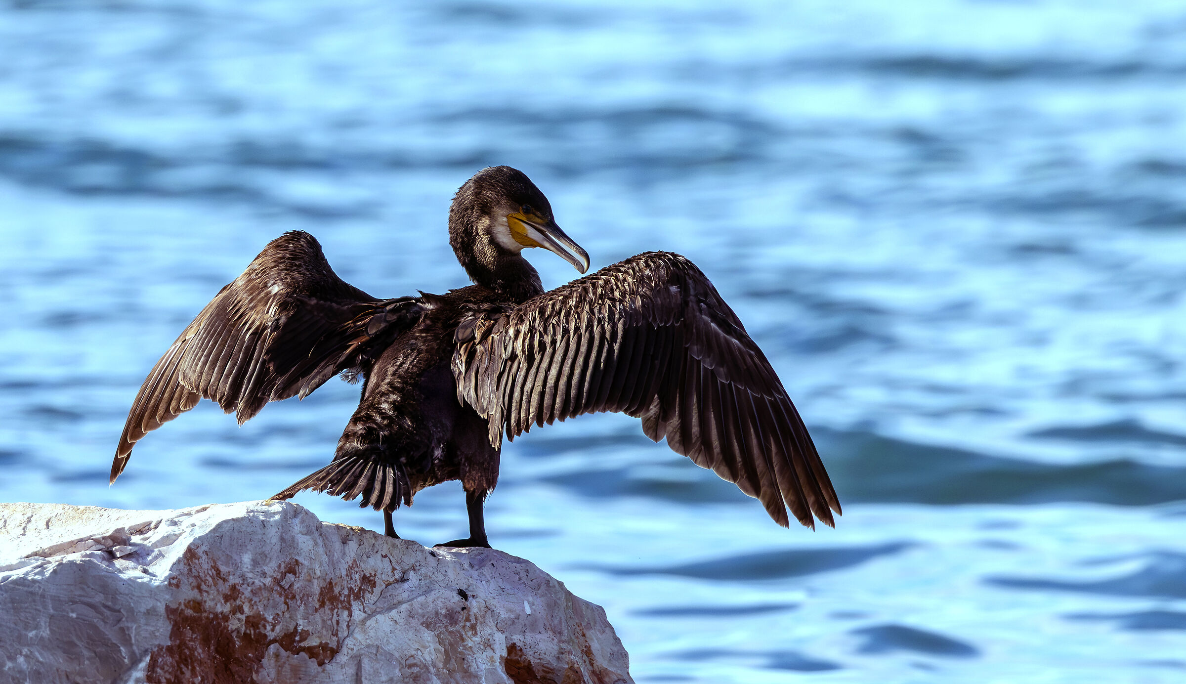 a cormorant spreading its wings. Varano lagoon