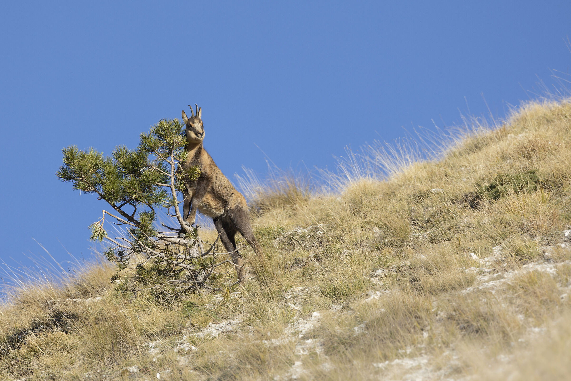 Chamois