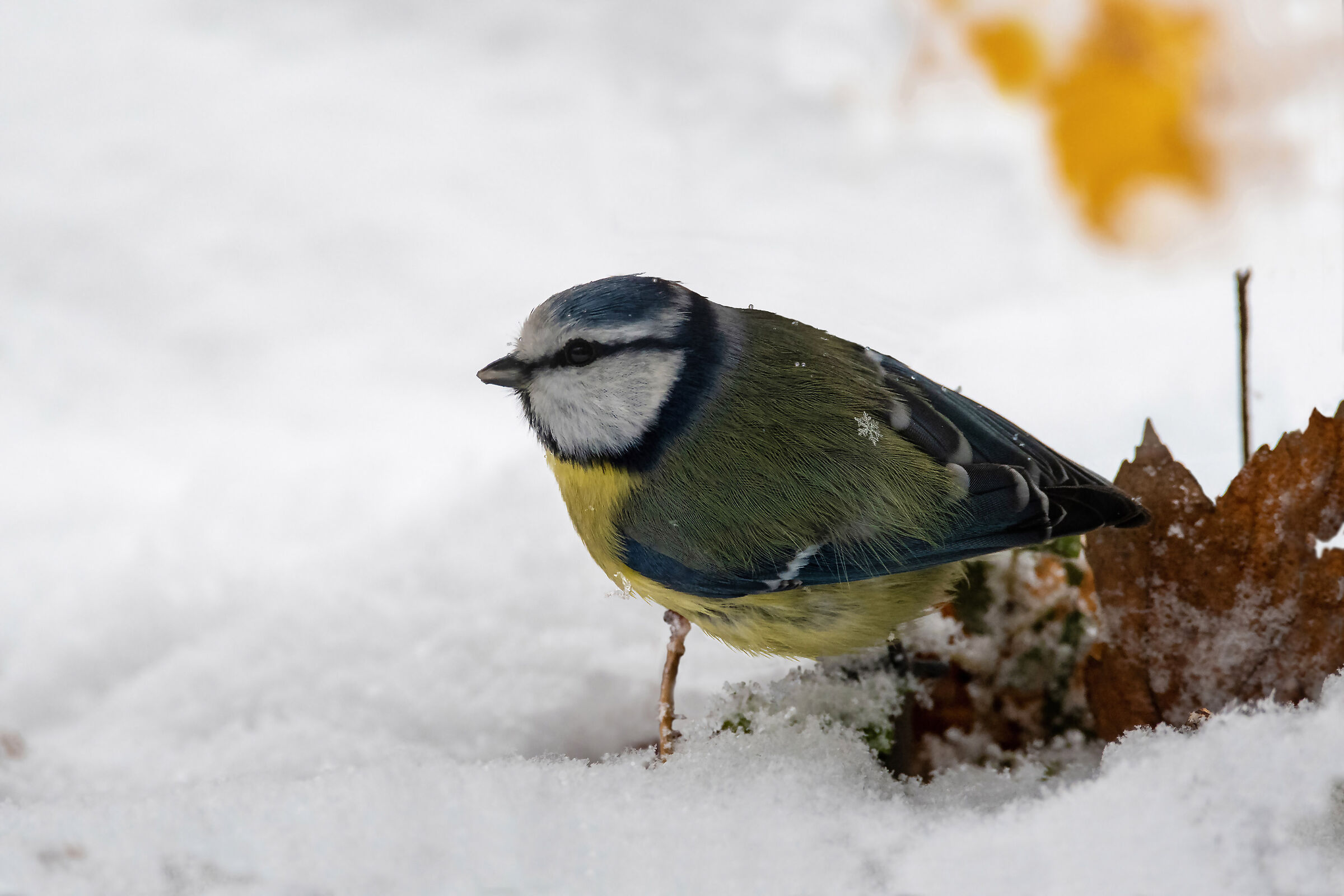 La cinciarella con il cristallo di ghiaccio