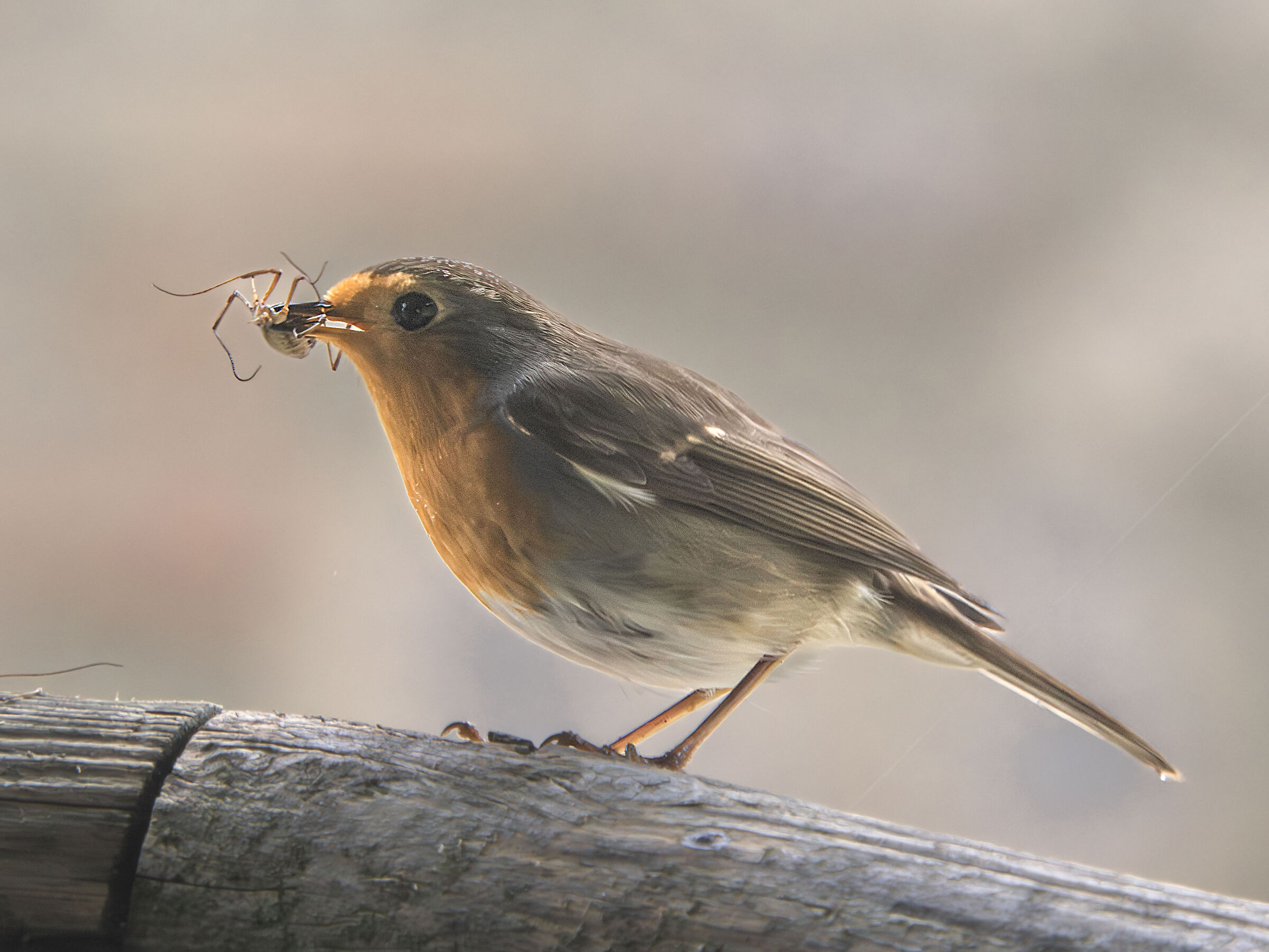 Un ragnetto per spuntino