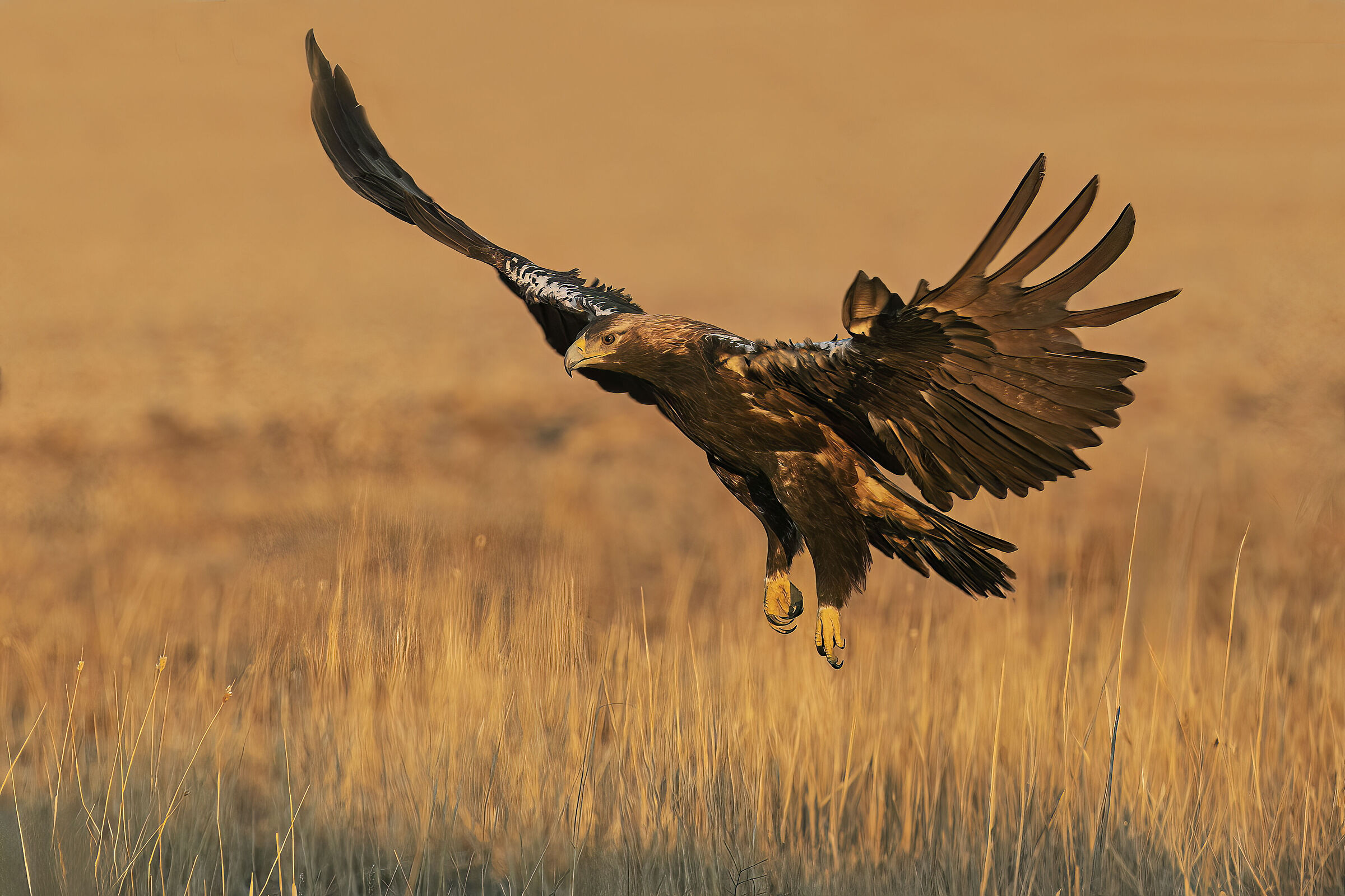Iberian imperial eagle