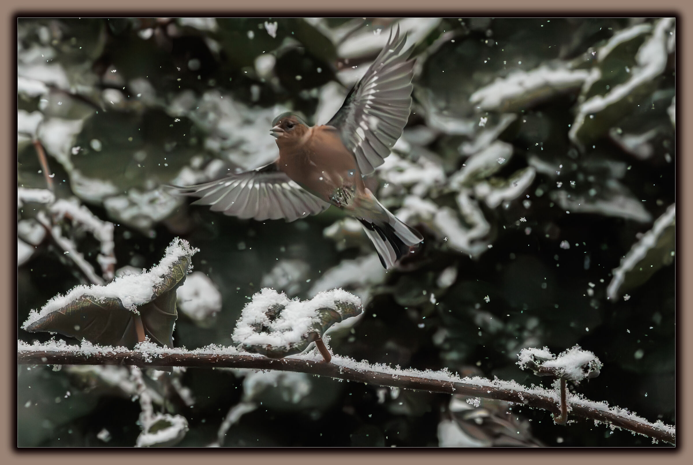 Snowing....!