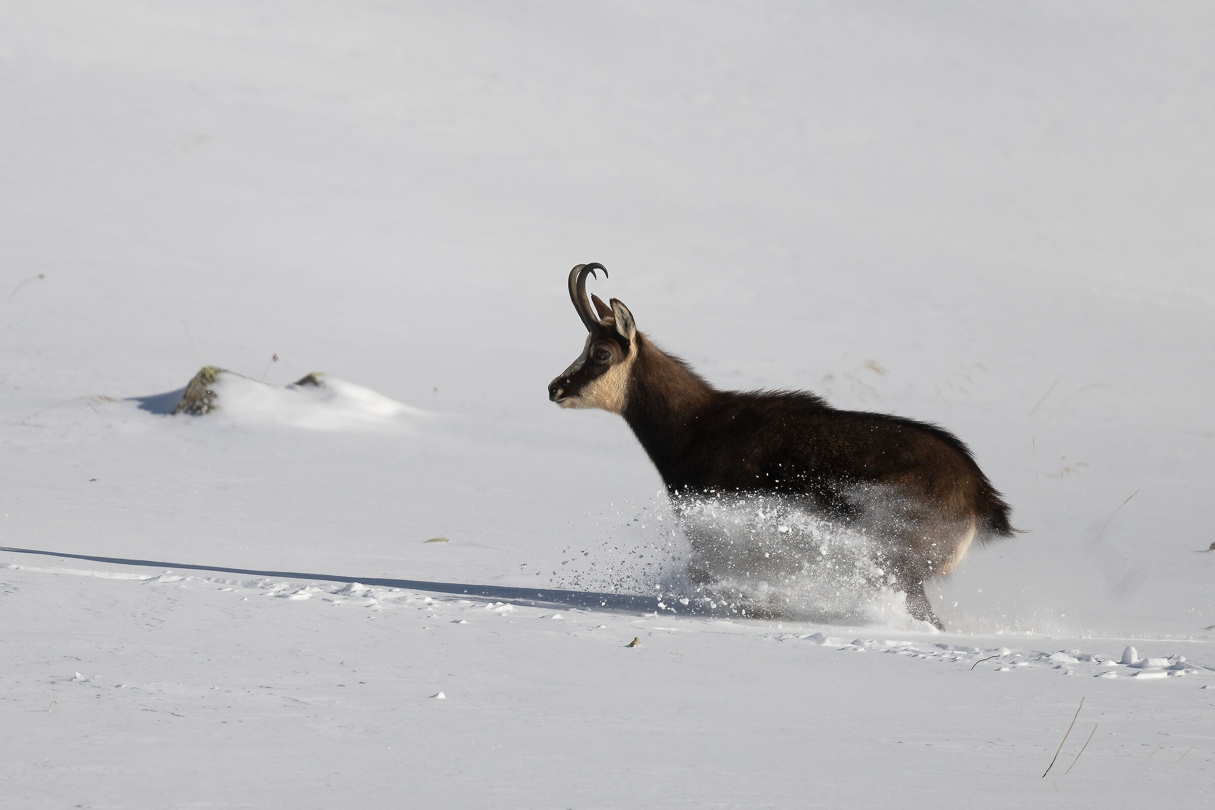 Chamois - Gran Paradiso National Park