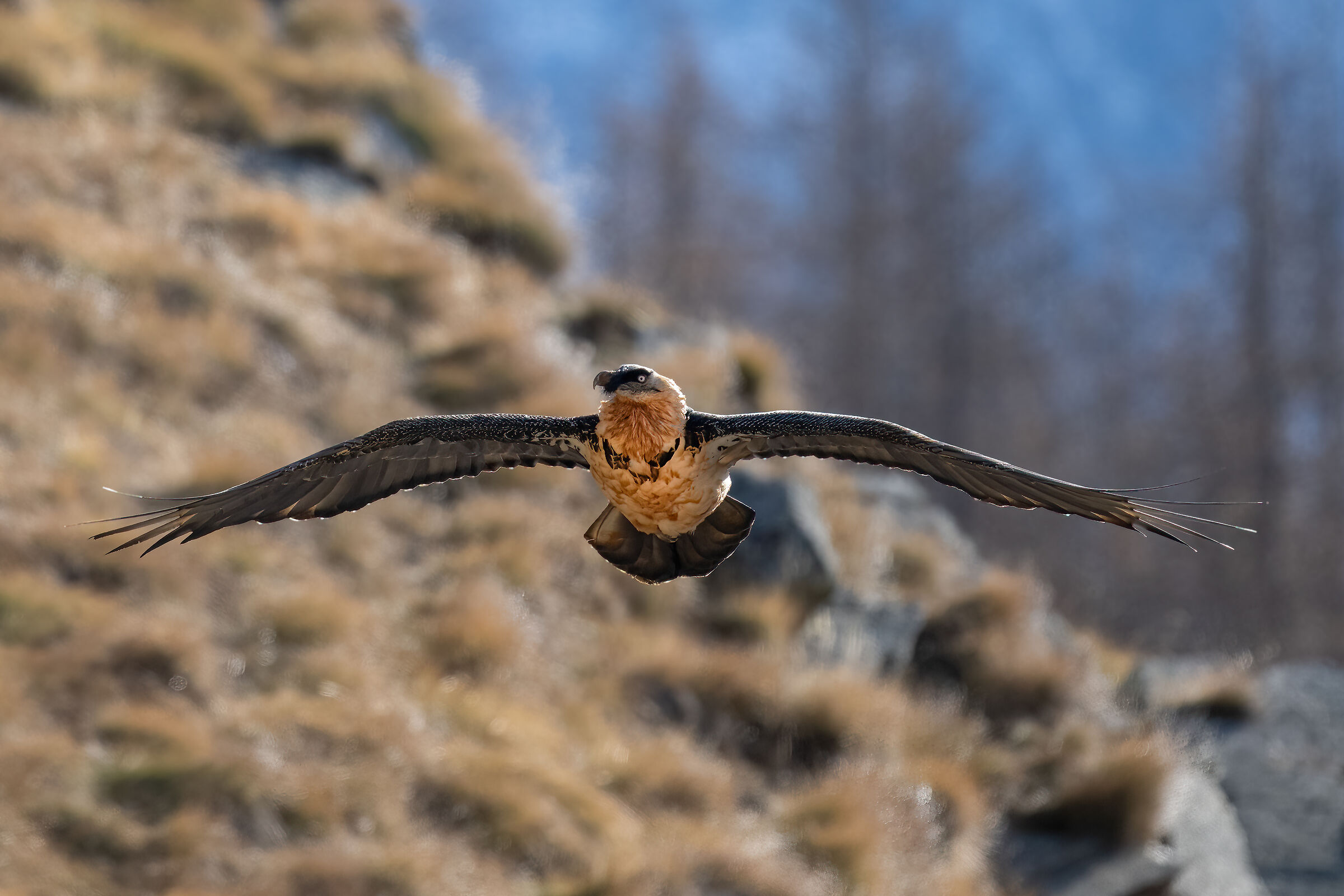 Gypaetus barbatus - Gran Paradiso National Park