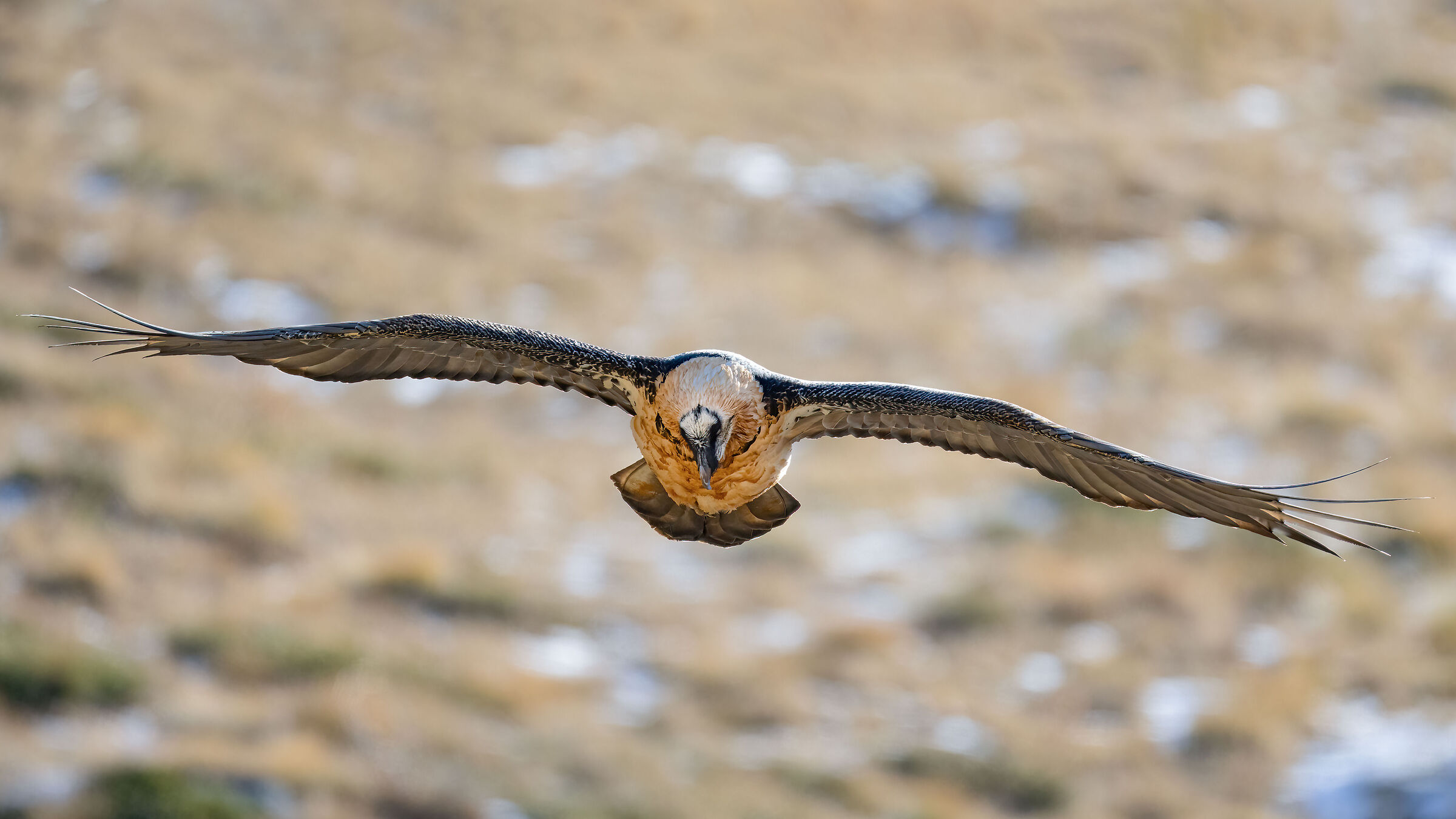 Gypaetus barbatus - Gran Paradiso National Park