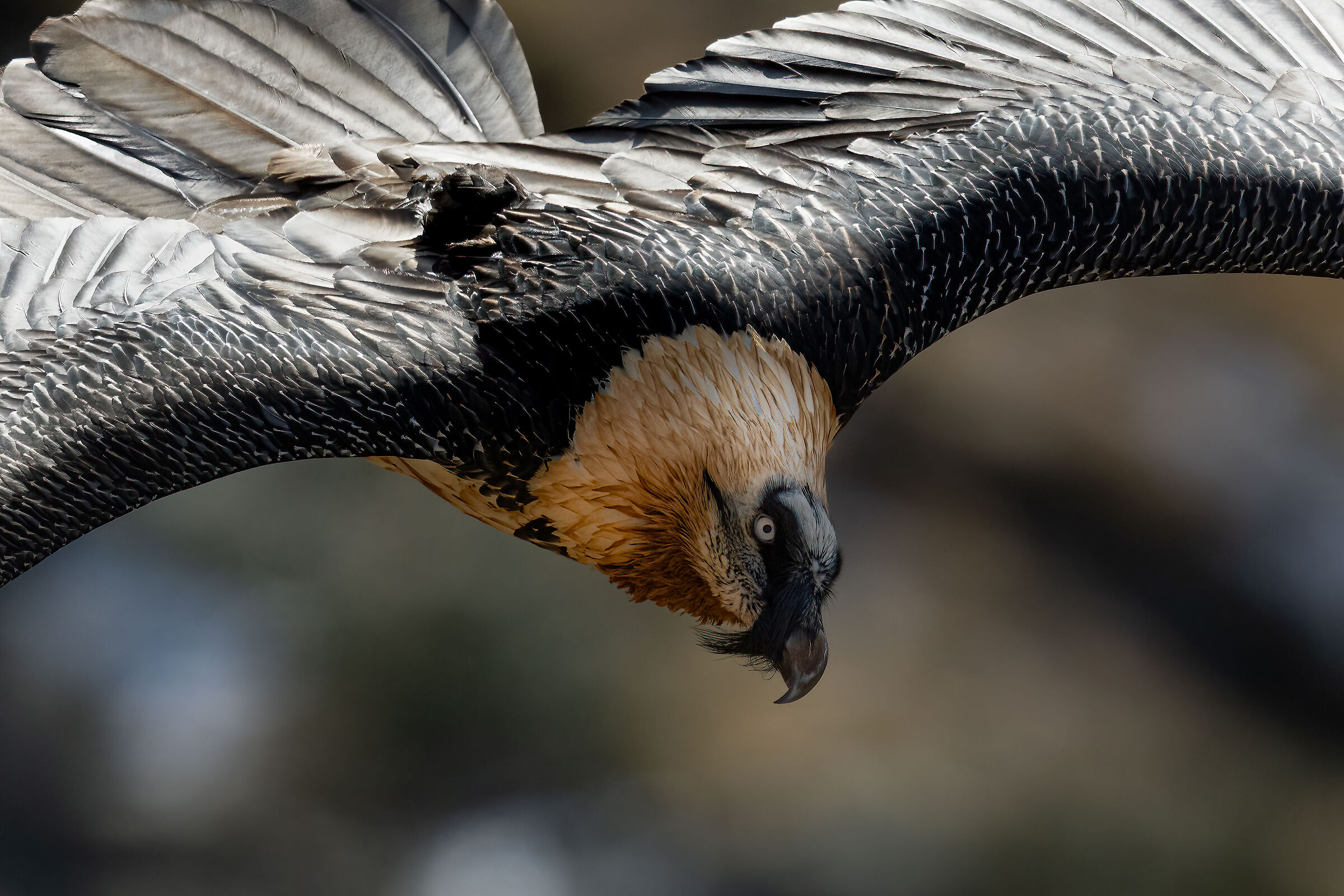 Gypaetus barbatus - Gran Paradiso National Park