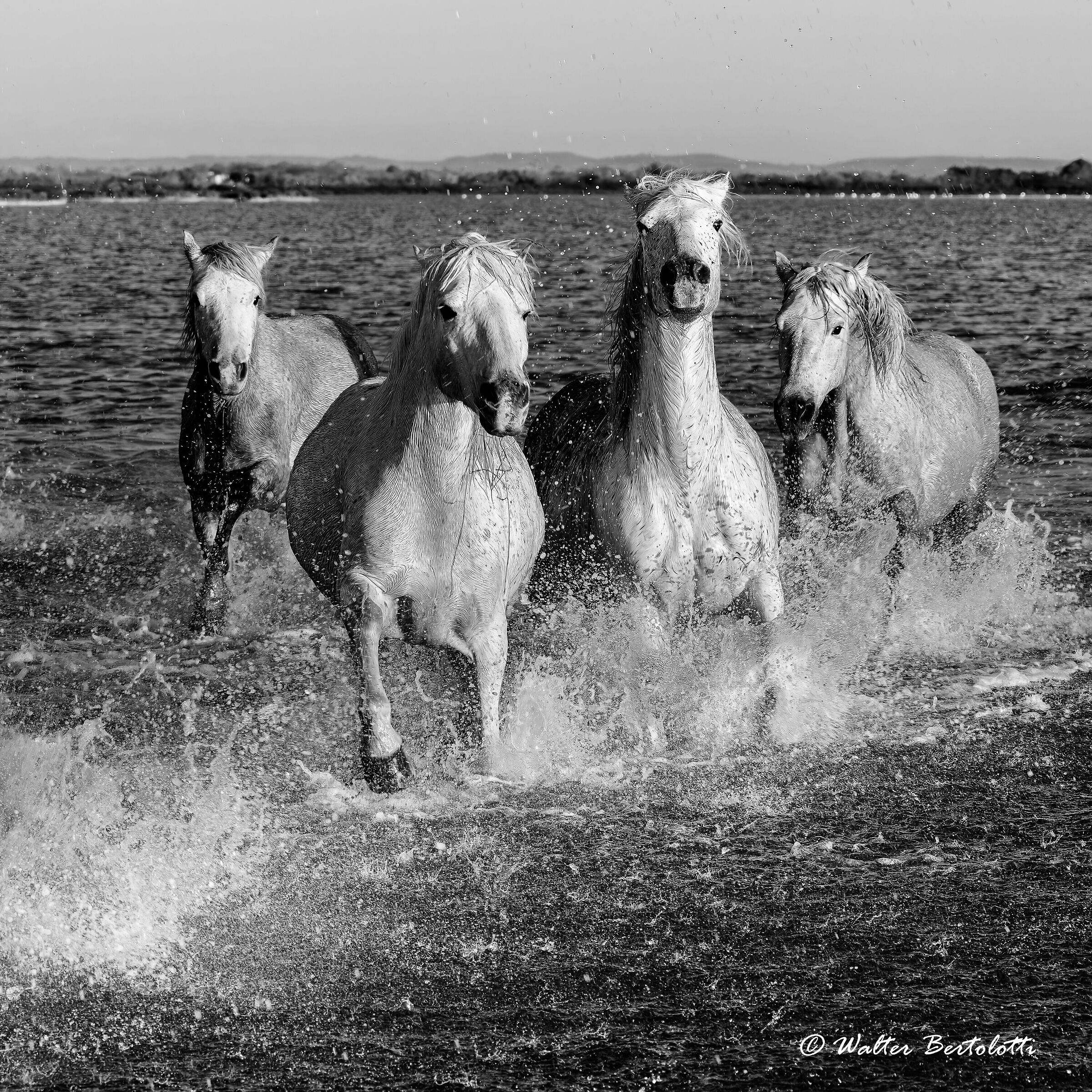 Camargue