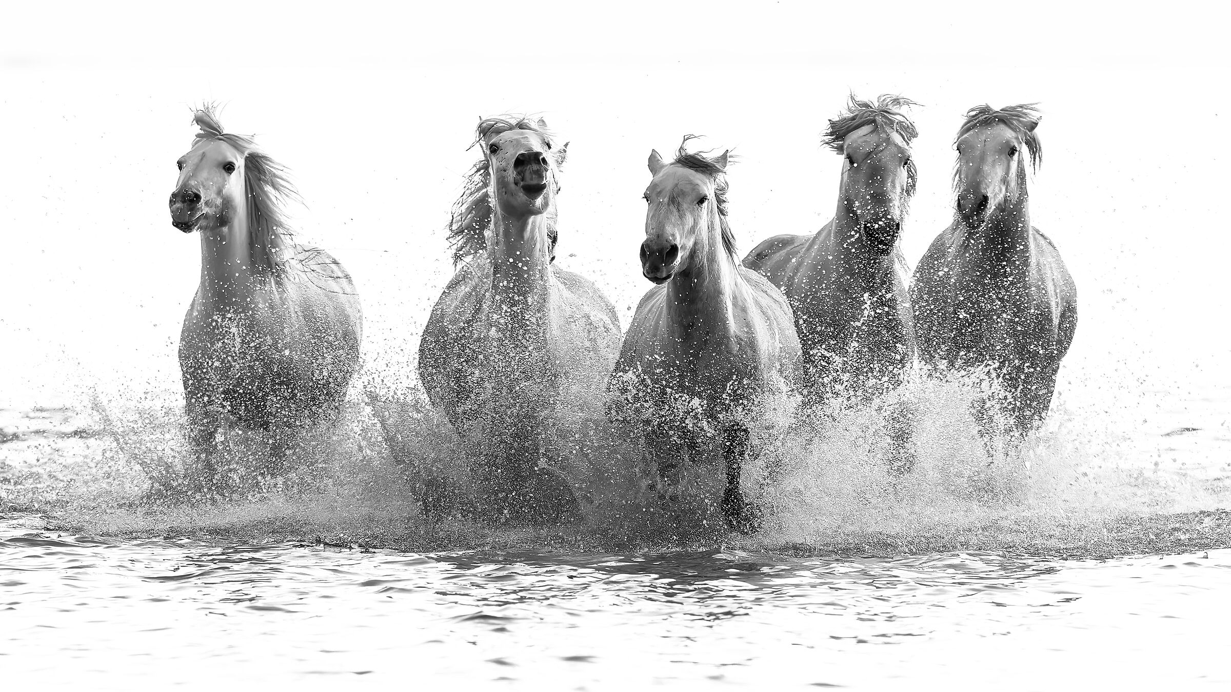 Camargue