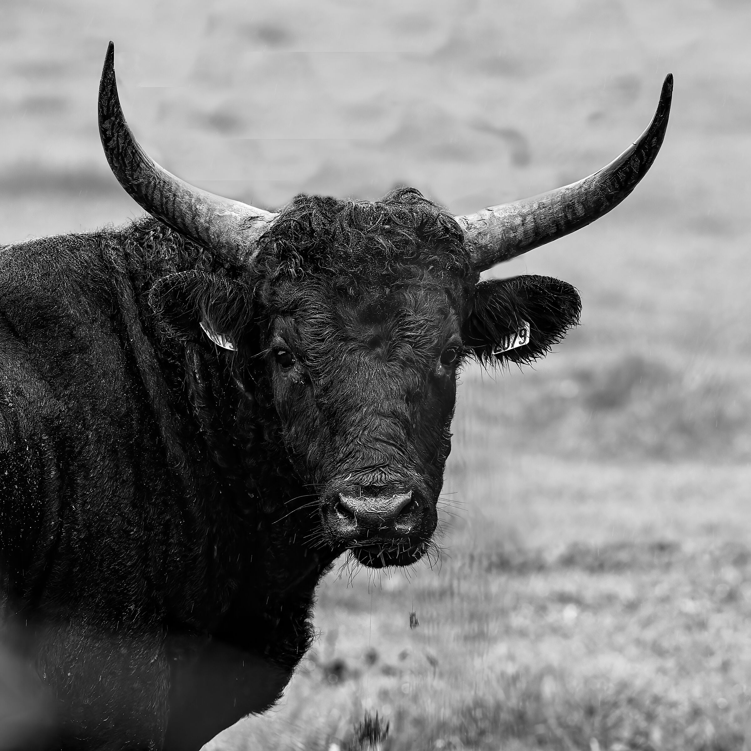 Camargue