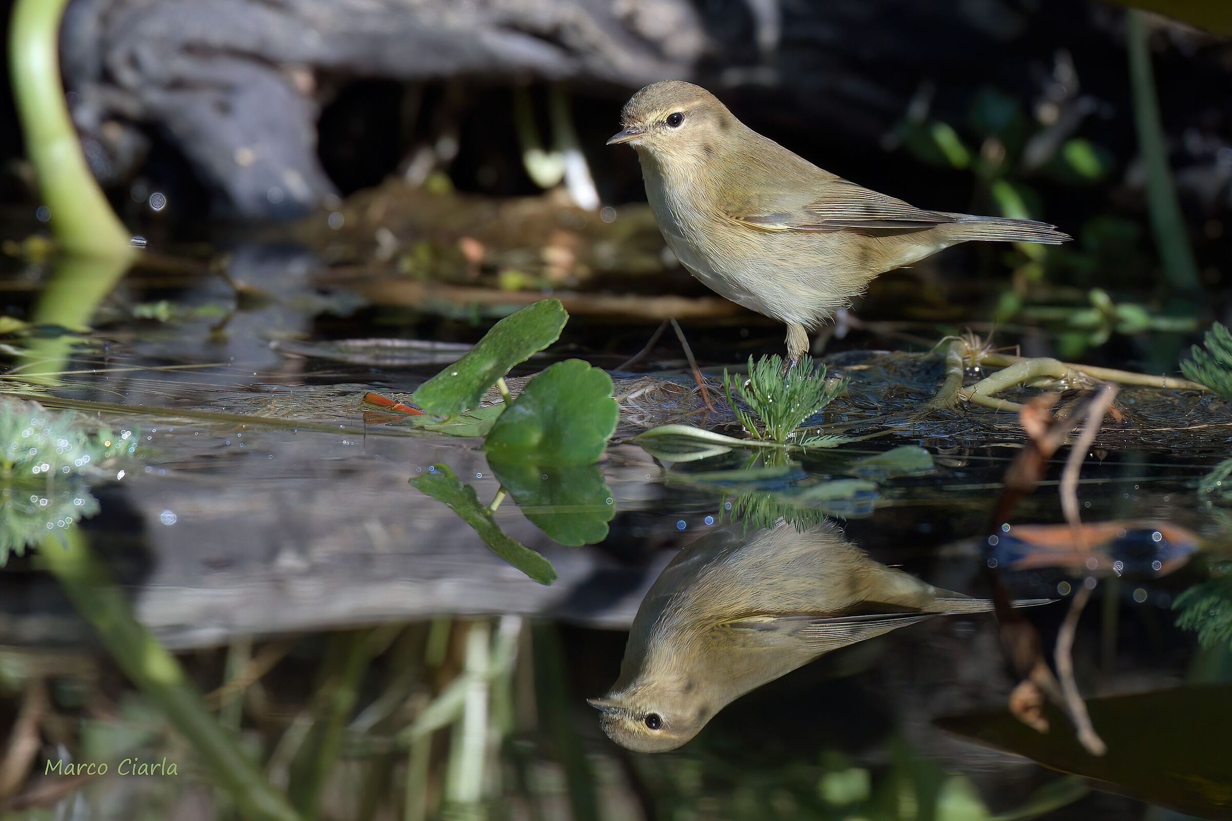 A beautiful reflection of the Little Warbler