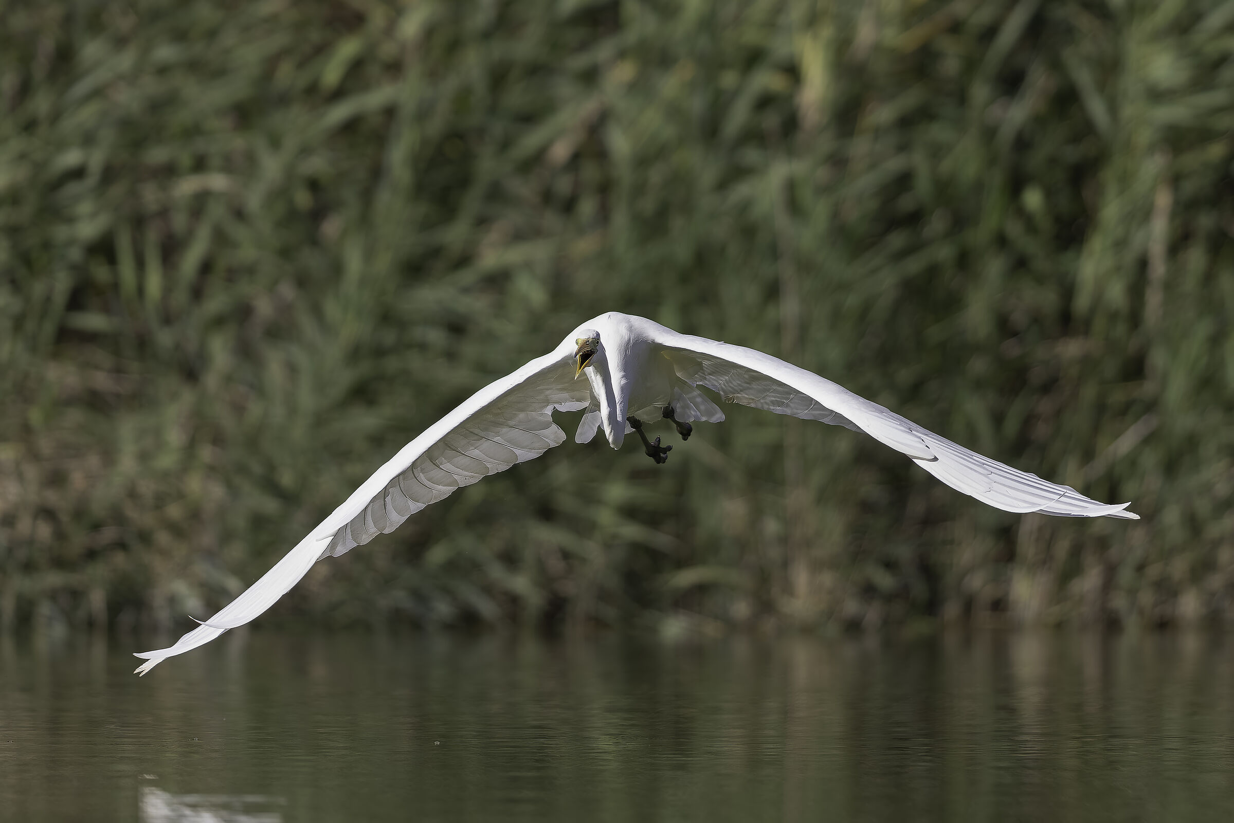 Great Egret