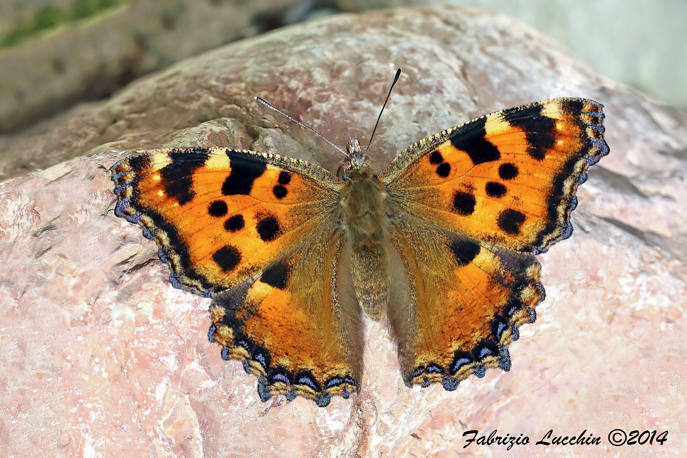 Nymphalis polychloros (Vanessa multicolore)