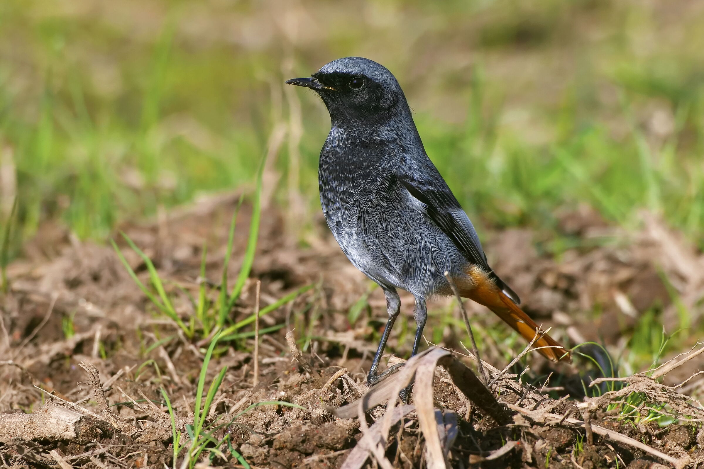 Chimney Sweep Redstart (Phoenicurus ochruros)