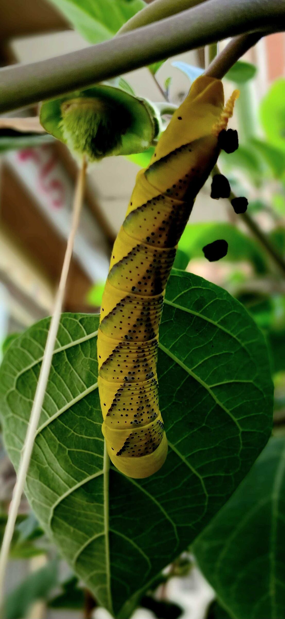 Strange caterpillar in the city