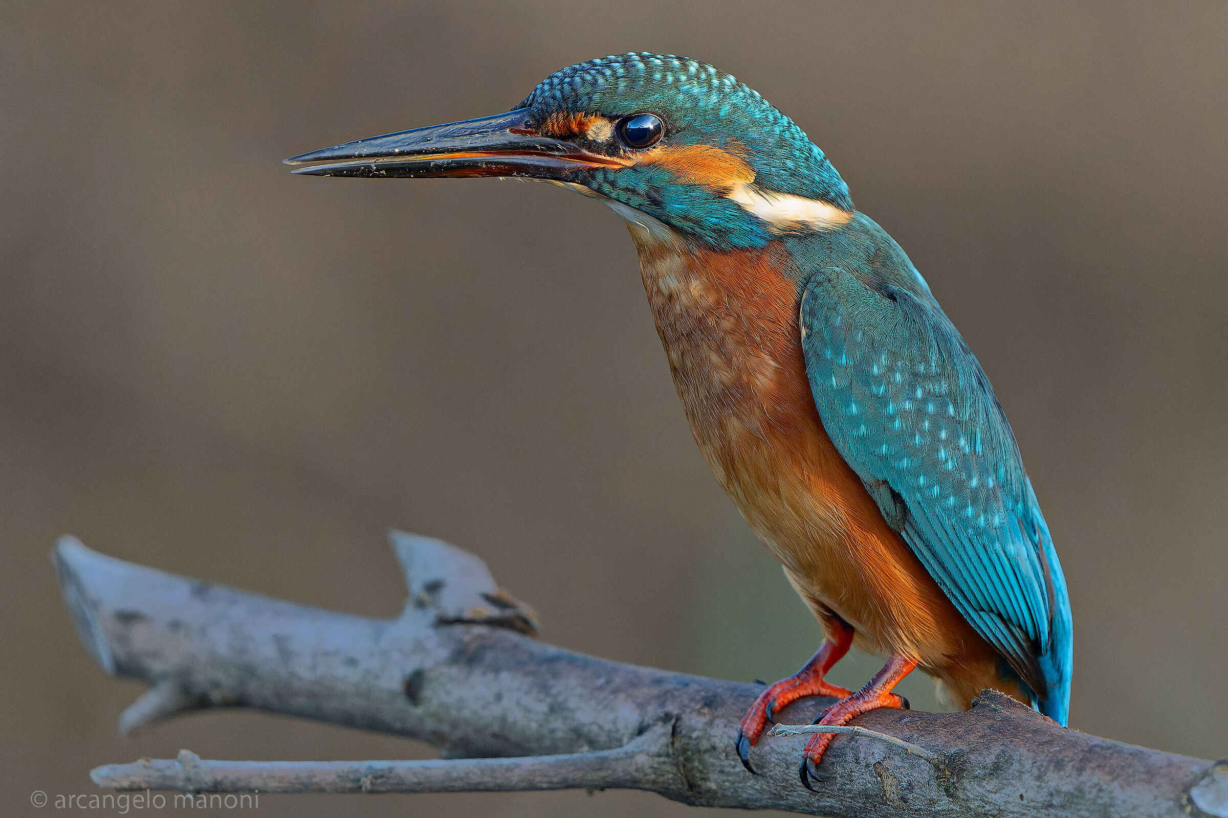 Kingfisher