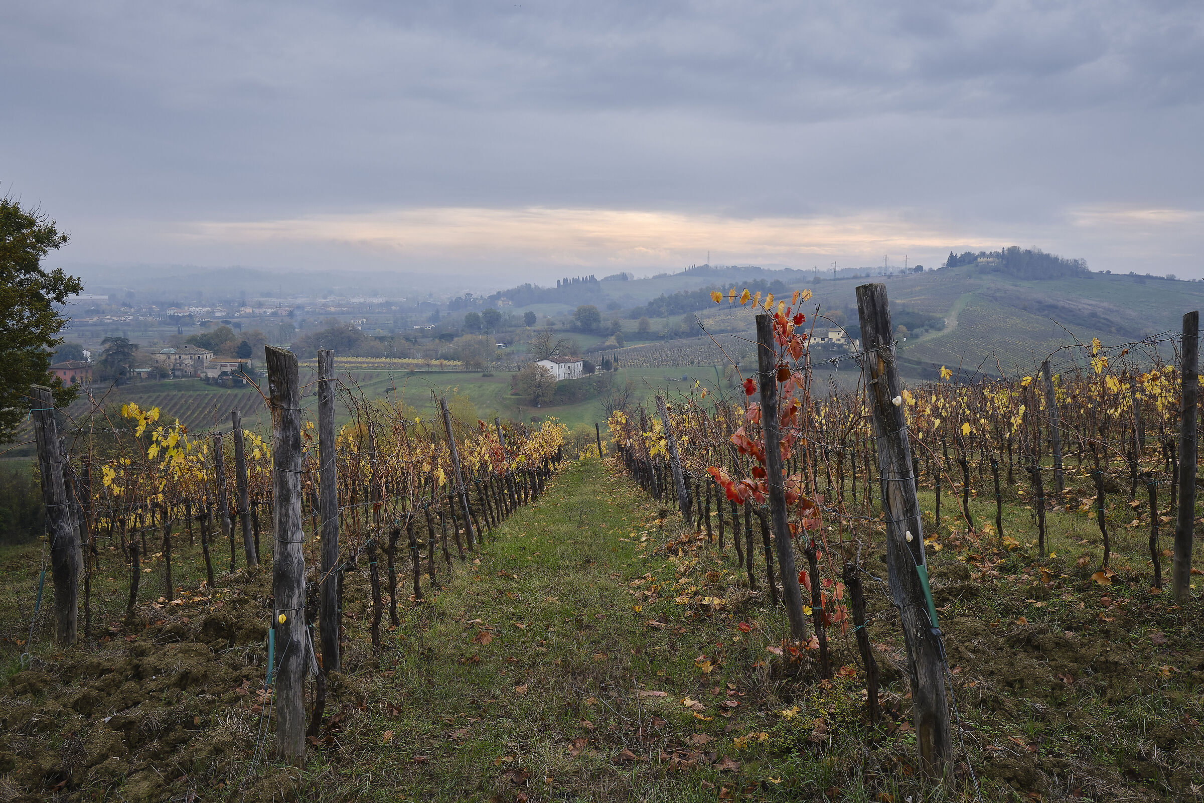Vineyard in autumn