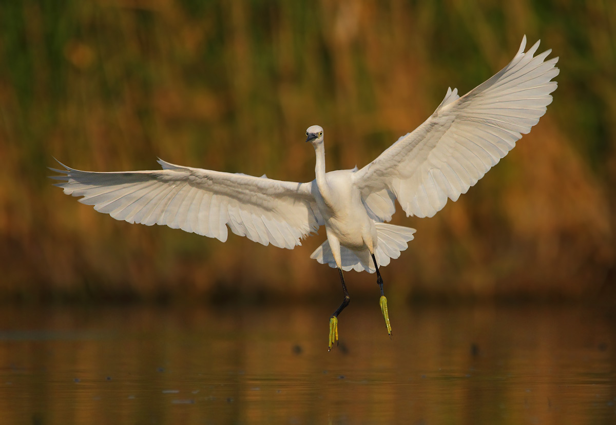 egret