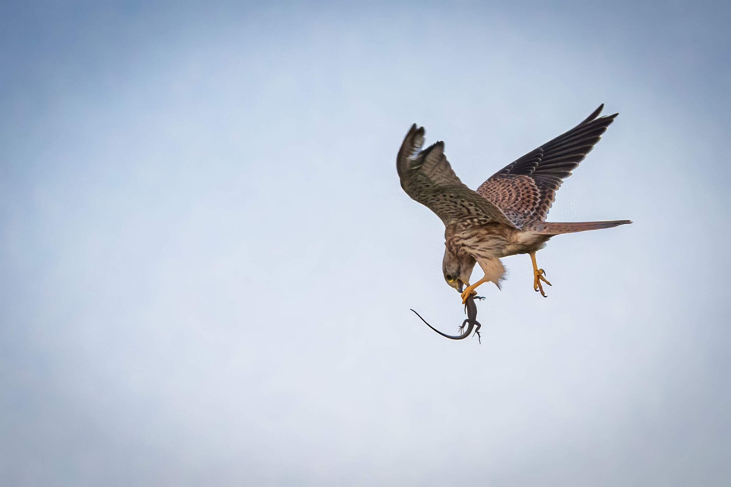 The kestrel and its prey