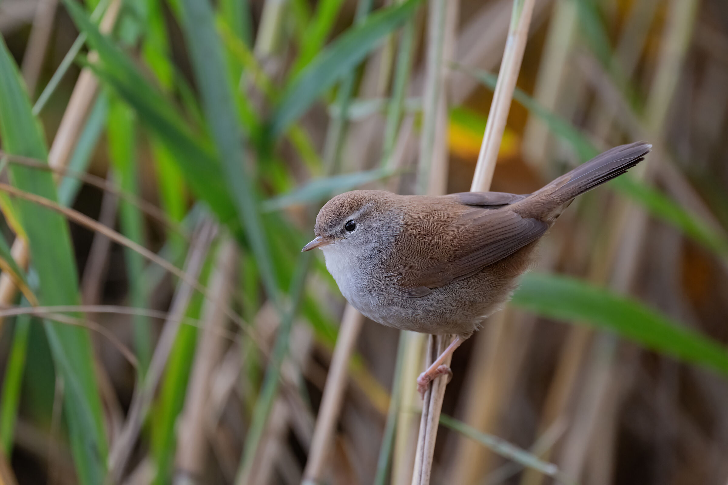 River Nightingale (on the Lake)