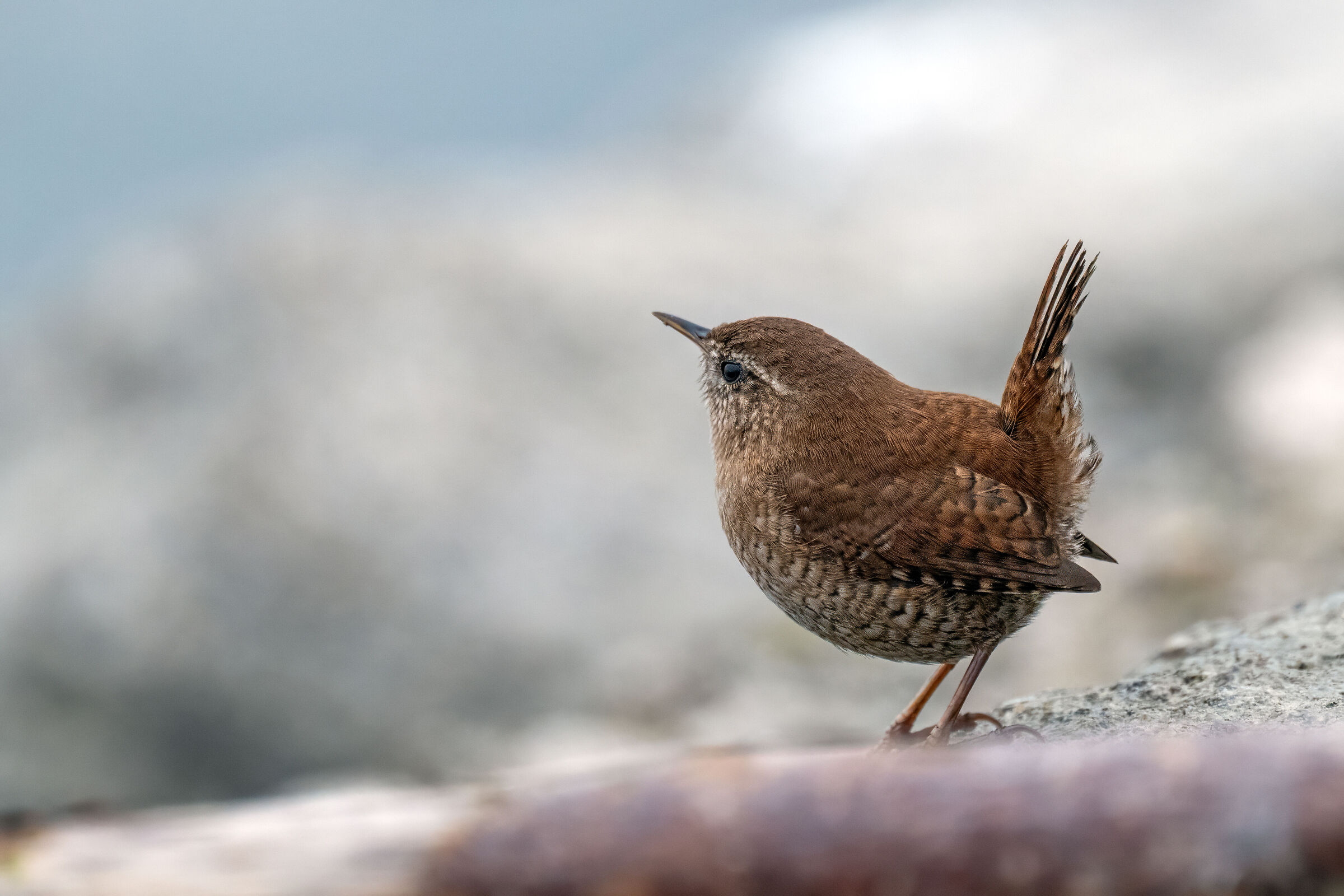The Wren and the Lake