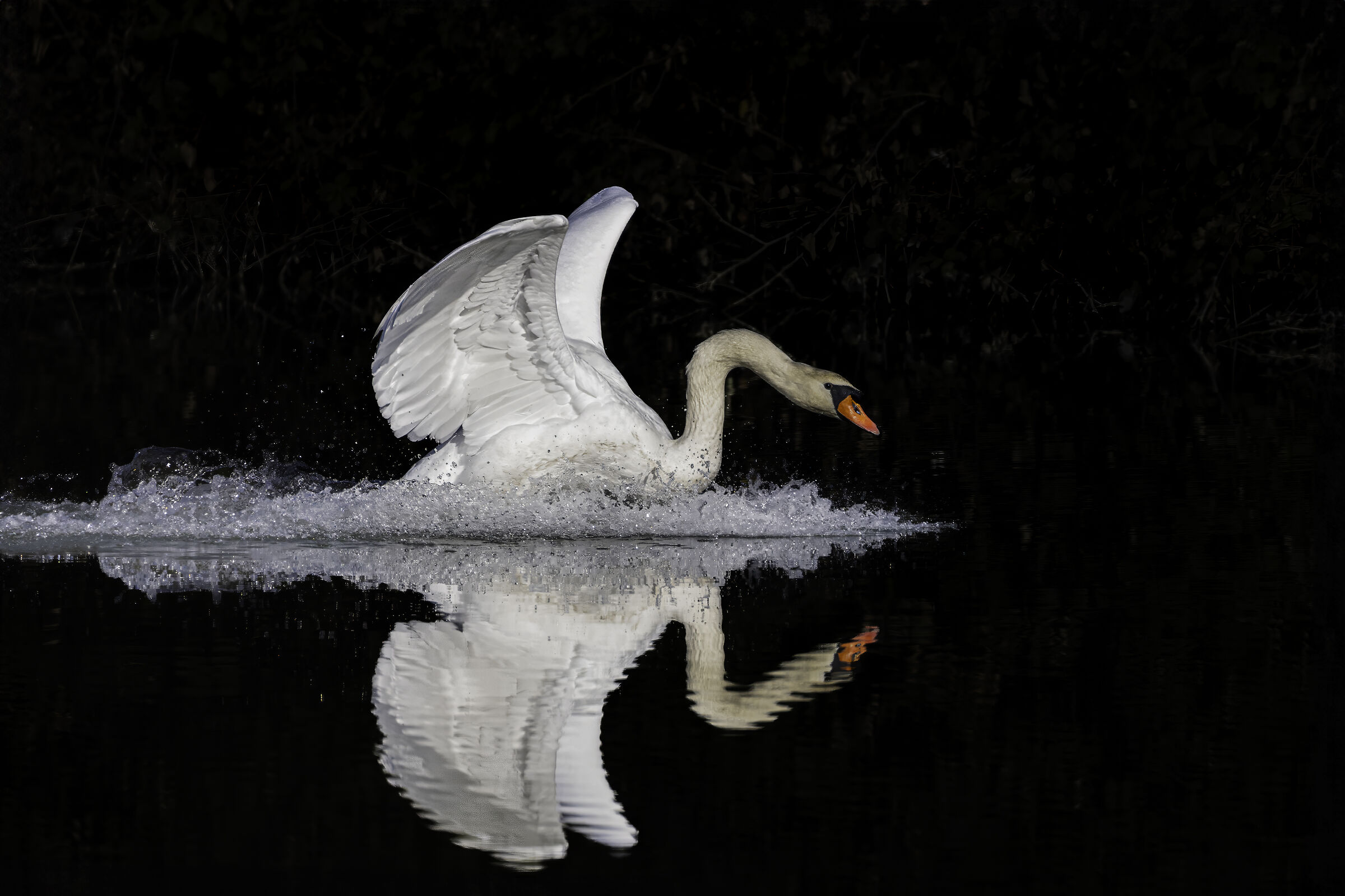 Mute swan