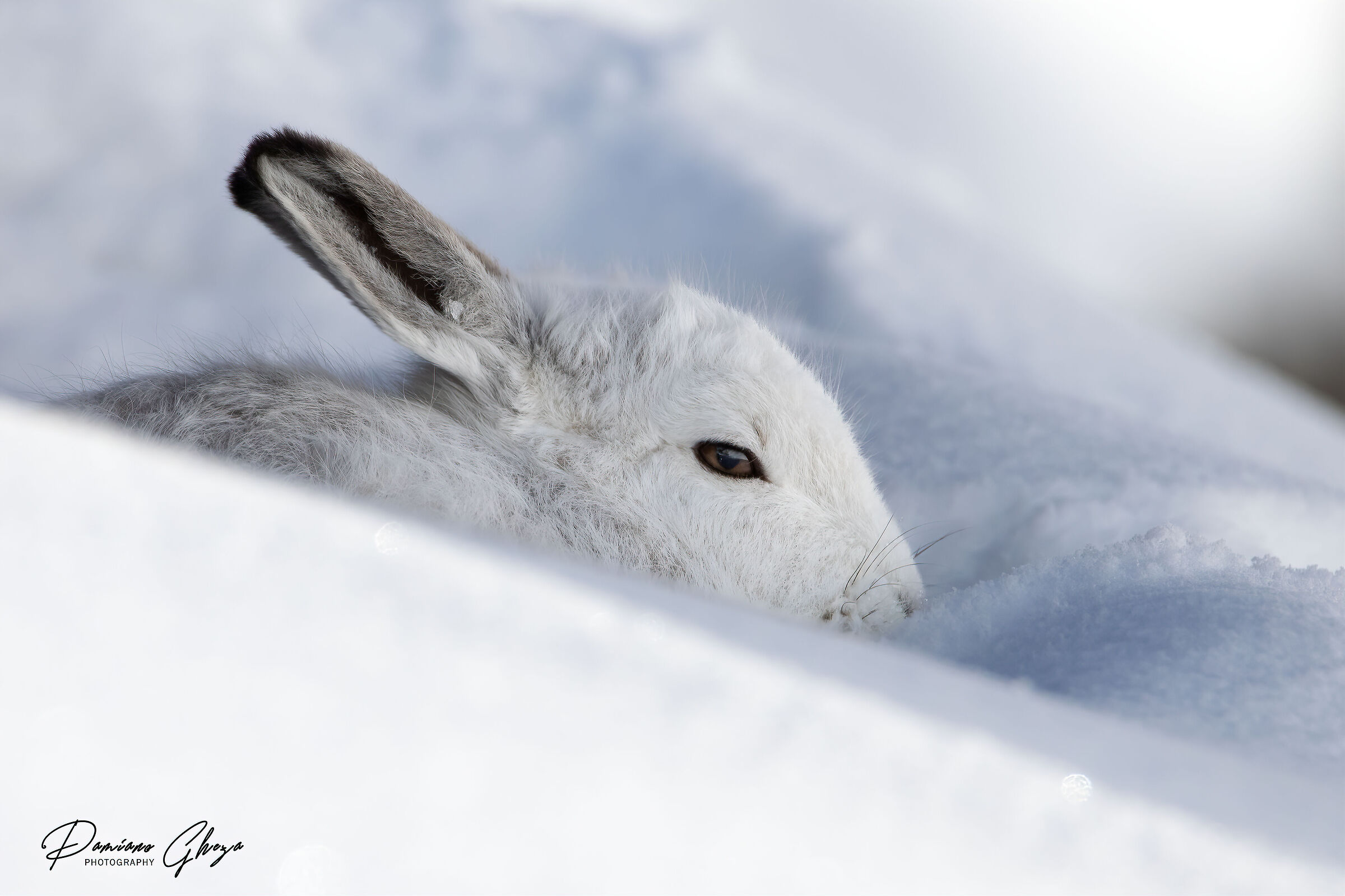 Variable hare