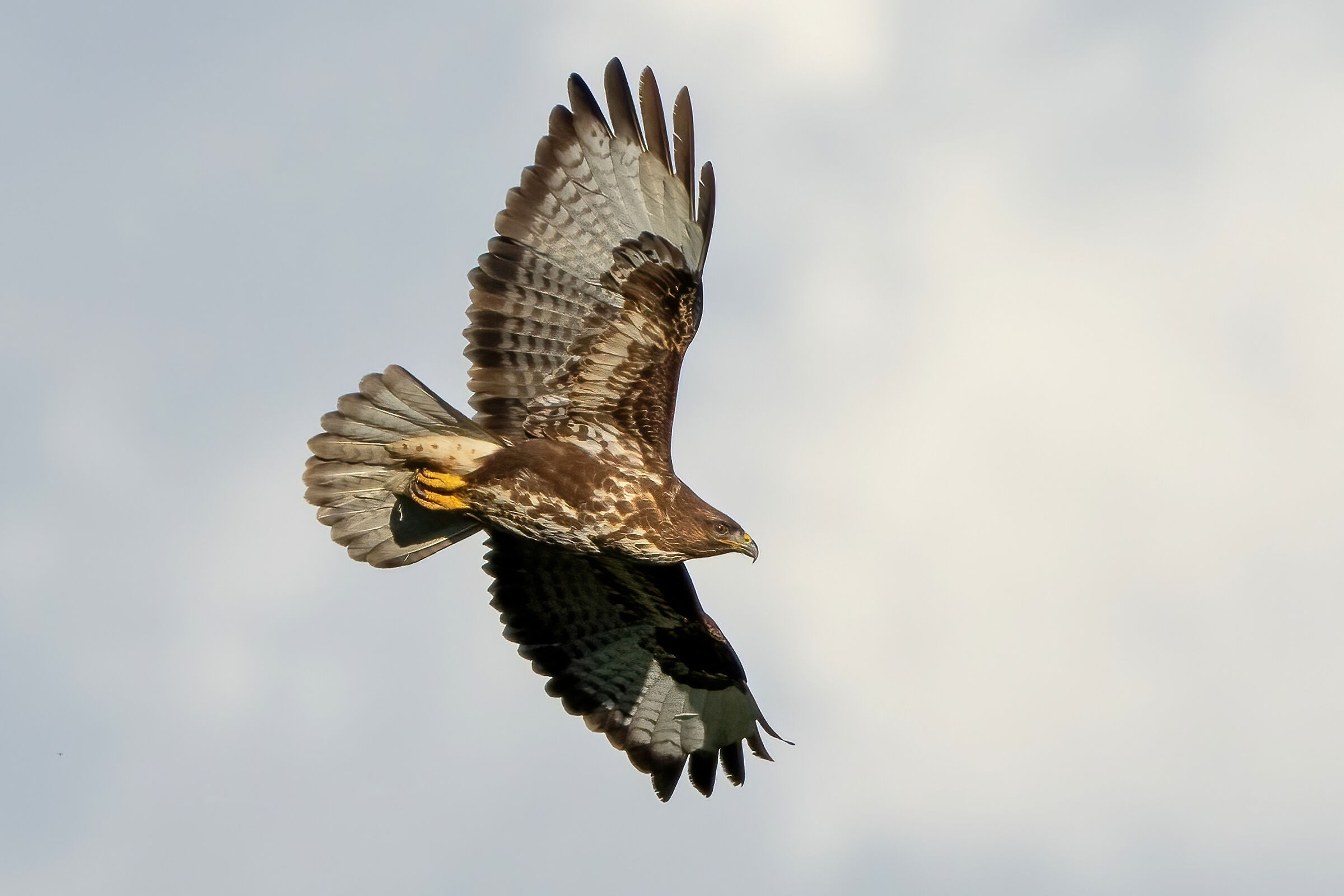 Poiana (Buteo buteo)