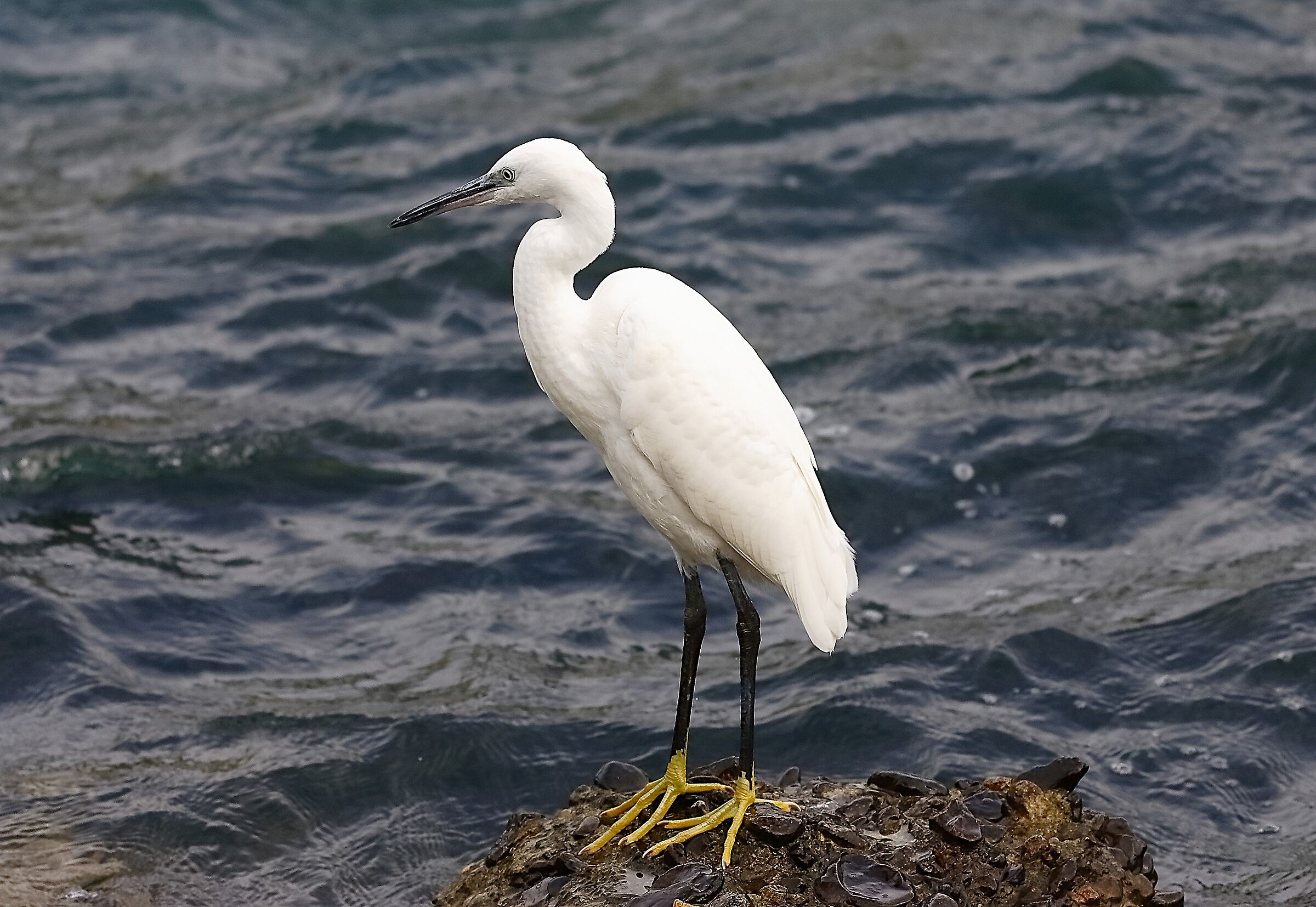 Garzetta 01 ottobre 2024 - 0005