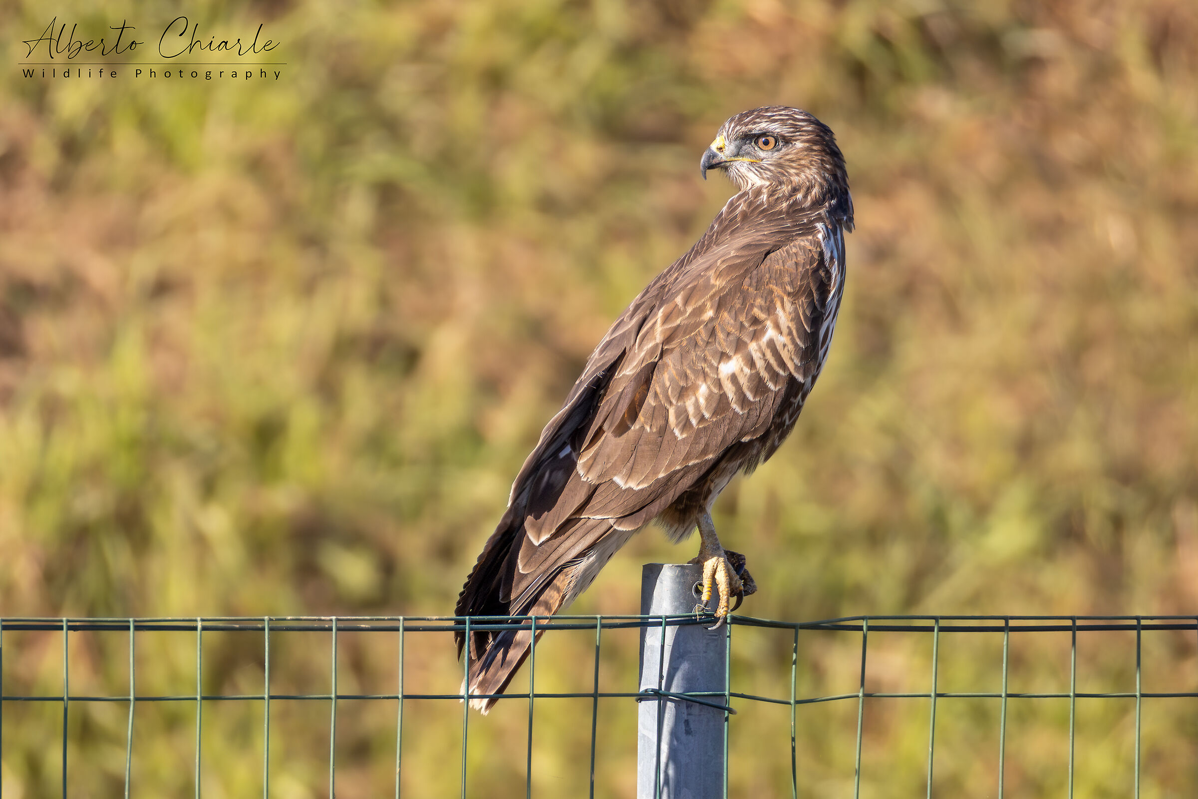Poiana (Buteo buteo)
