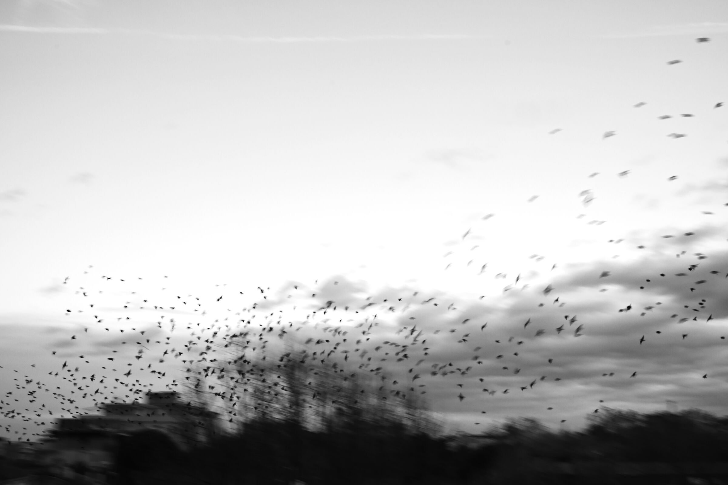 Starlings.