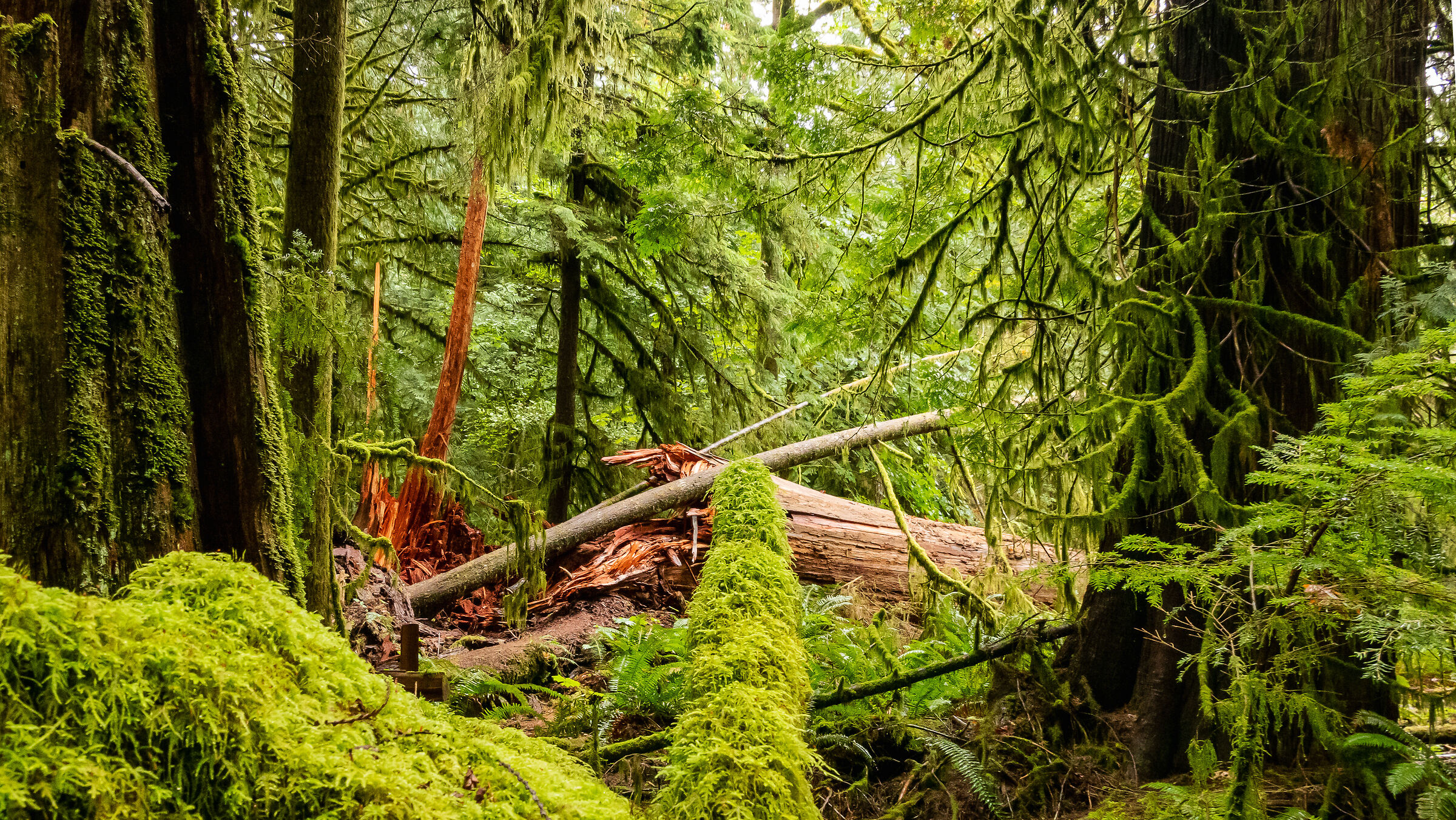 Temperate forest splits