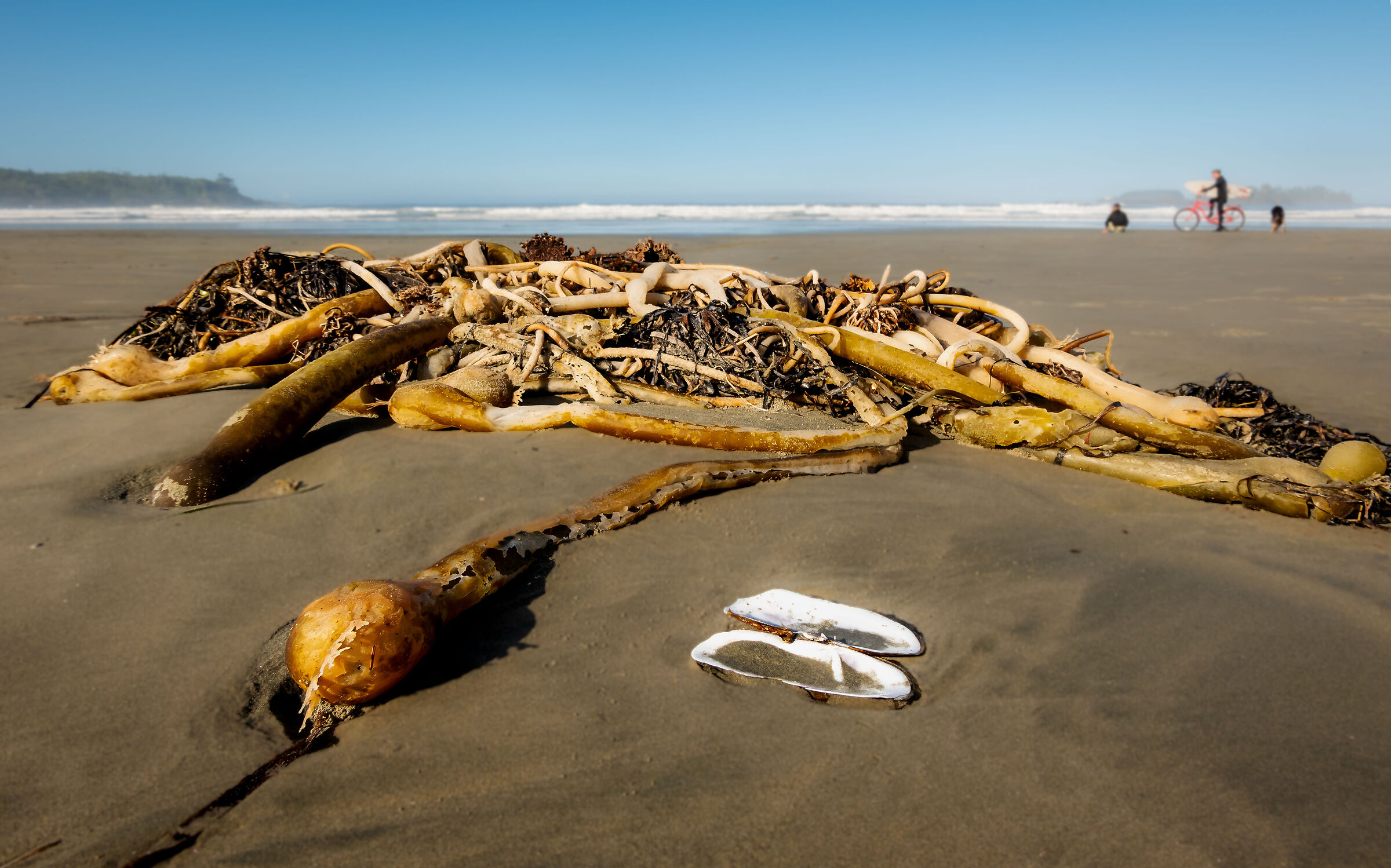 Kelp - Can I help You?