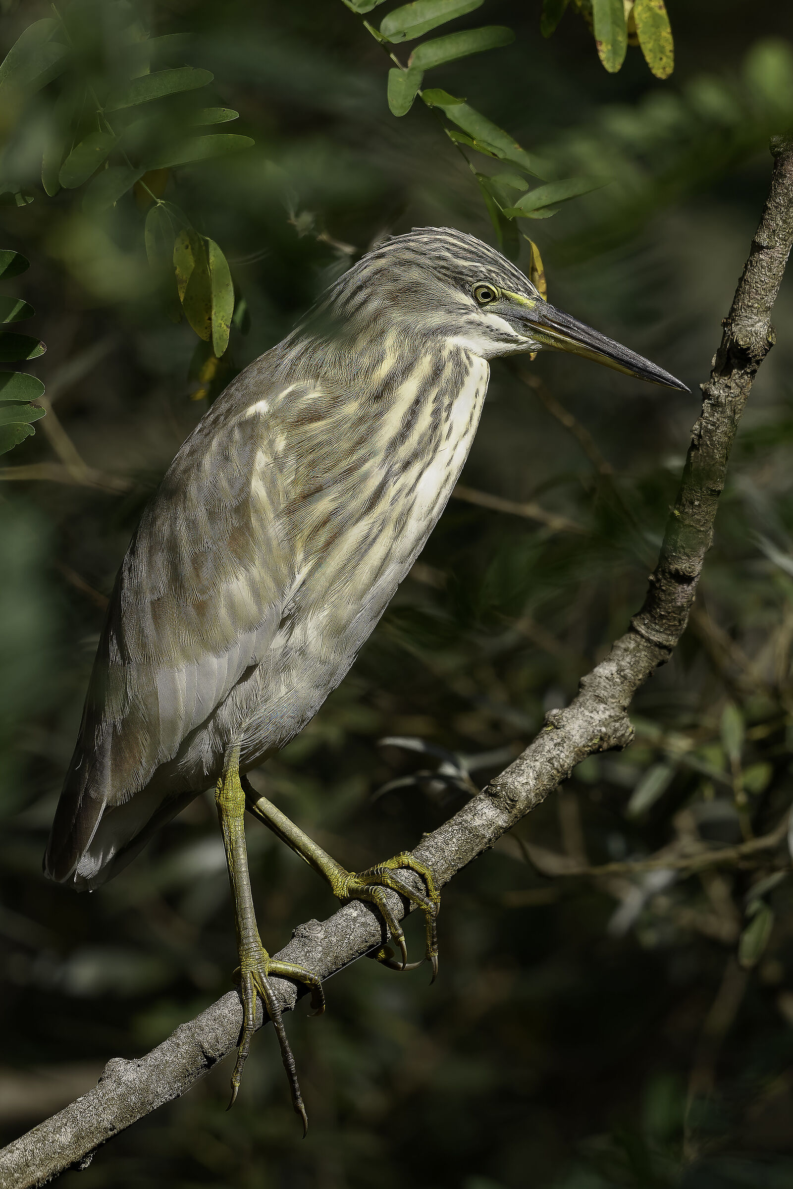 Night Heron juvenile