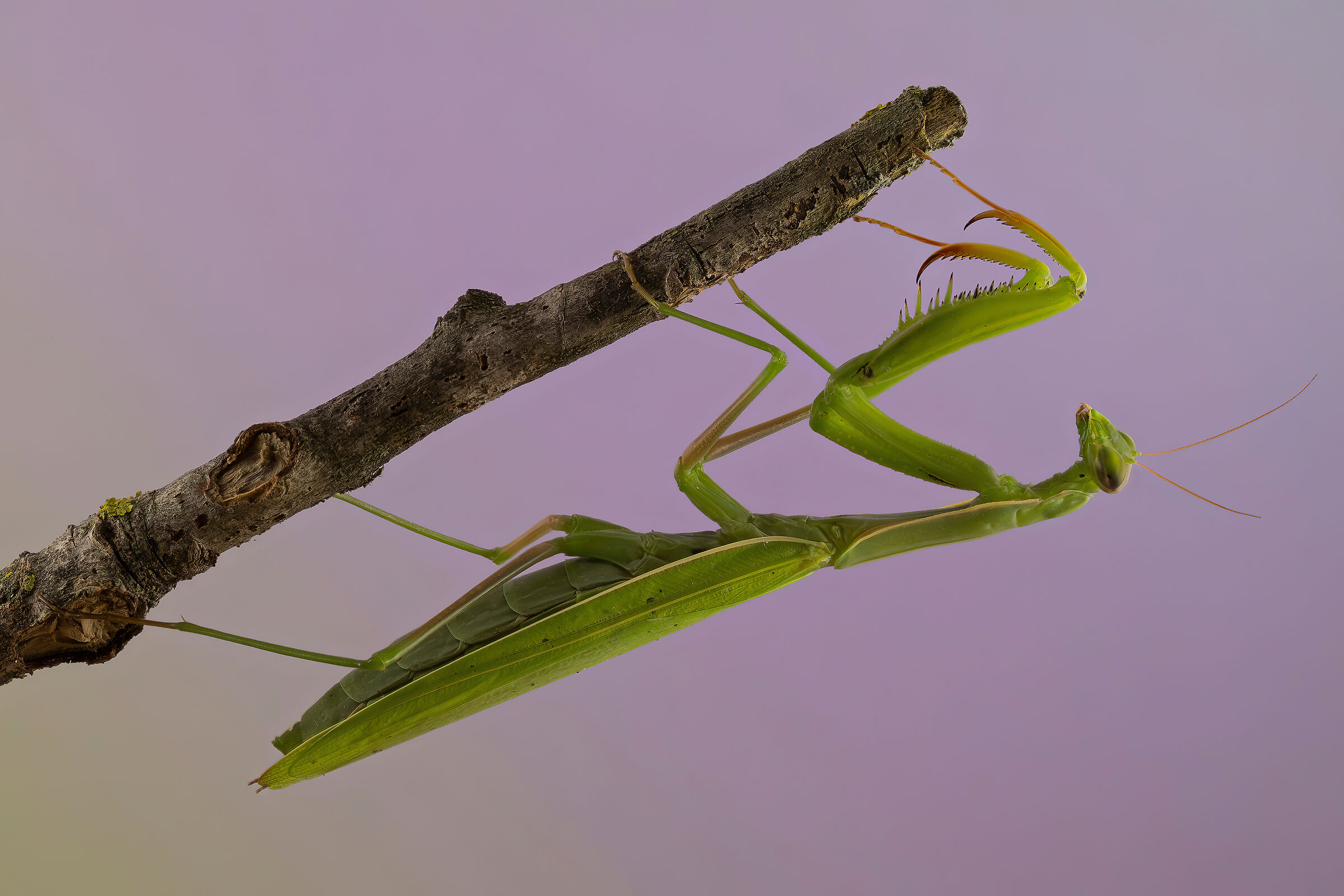 Mantis religiosa