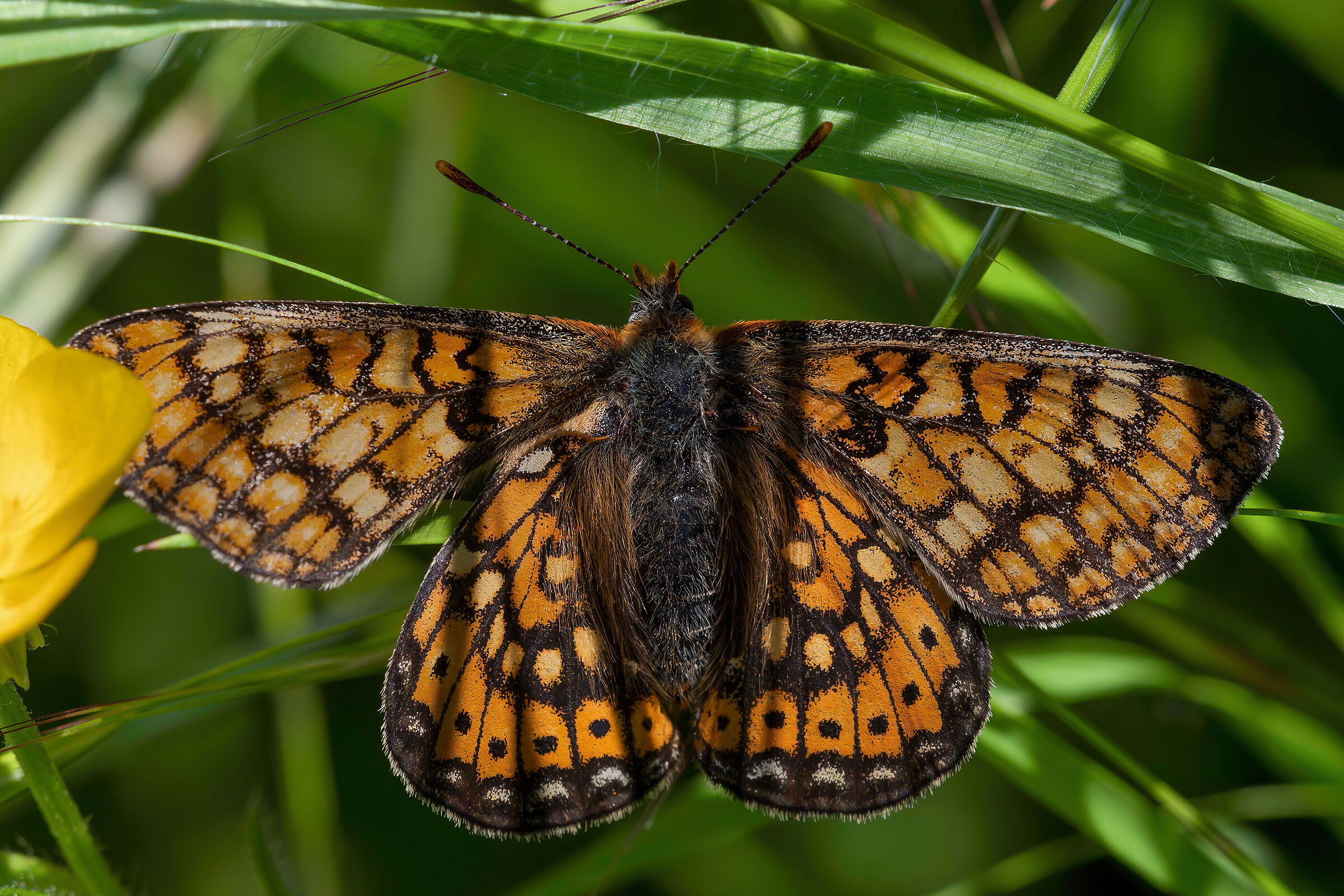 Euphydryas aurinia