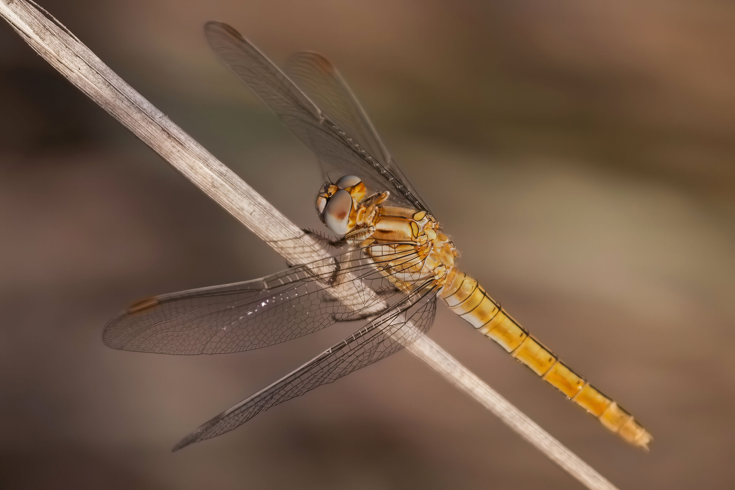 Orthetrum brunneum