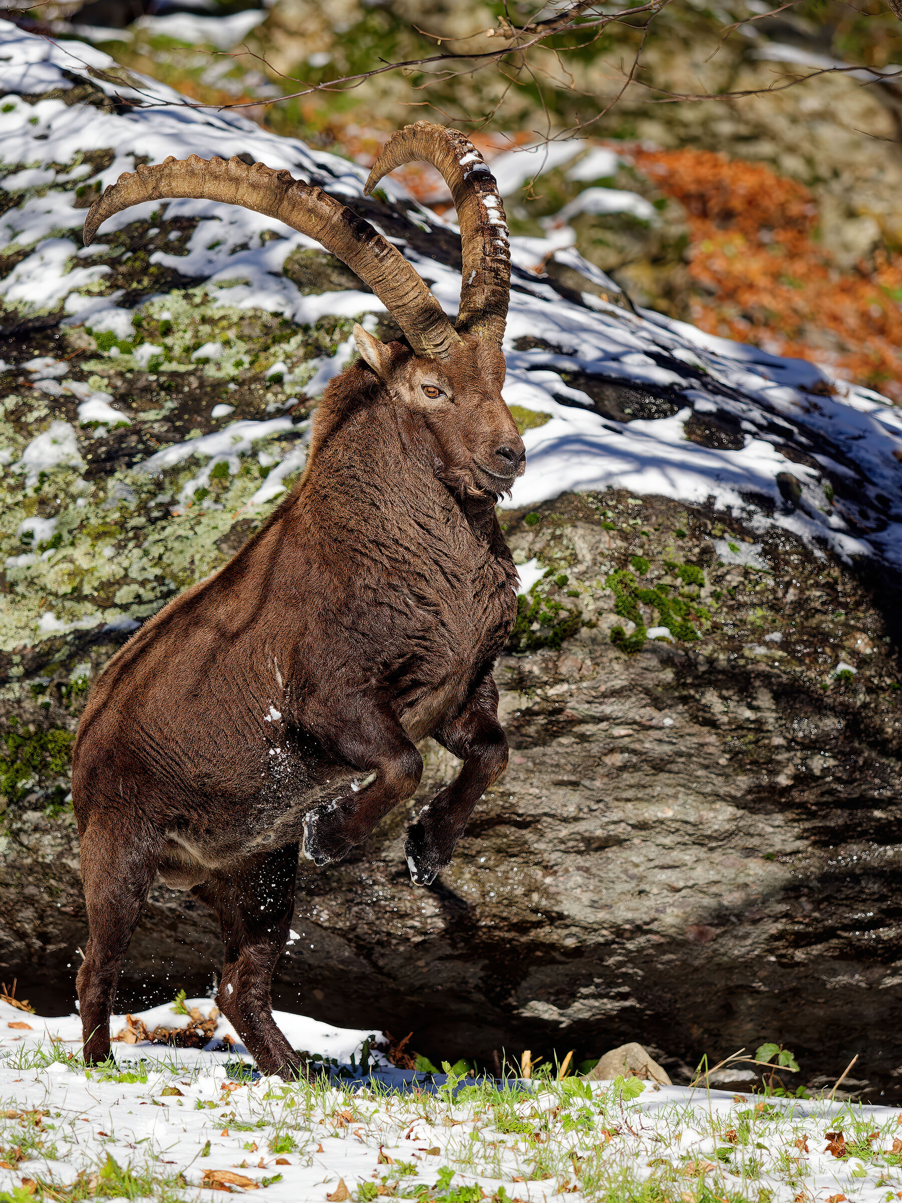 ibex