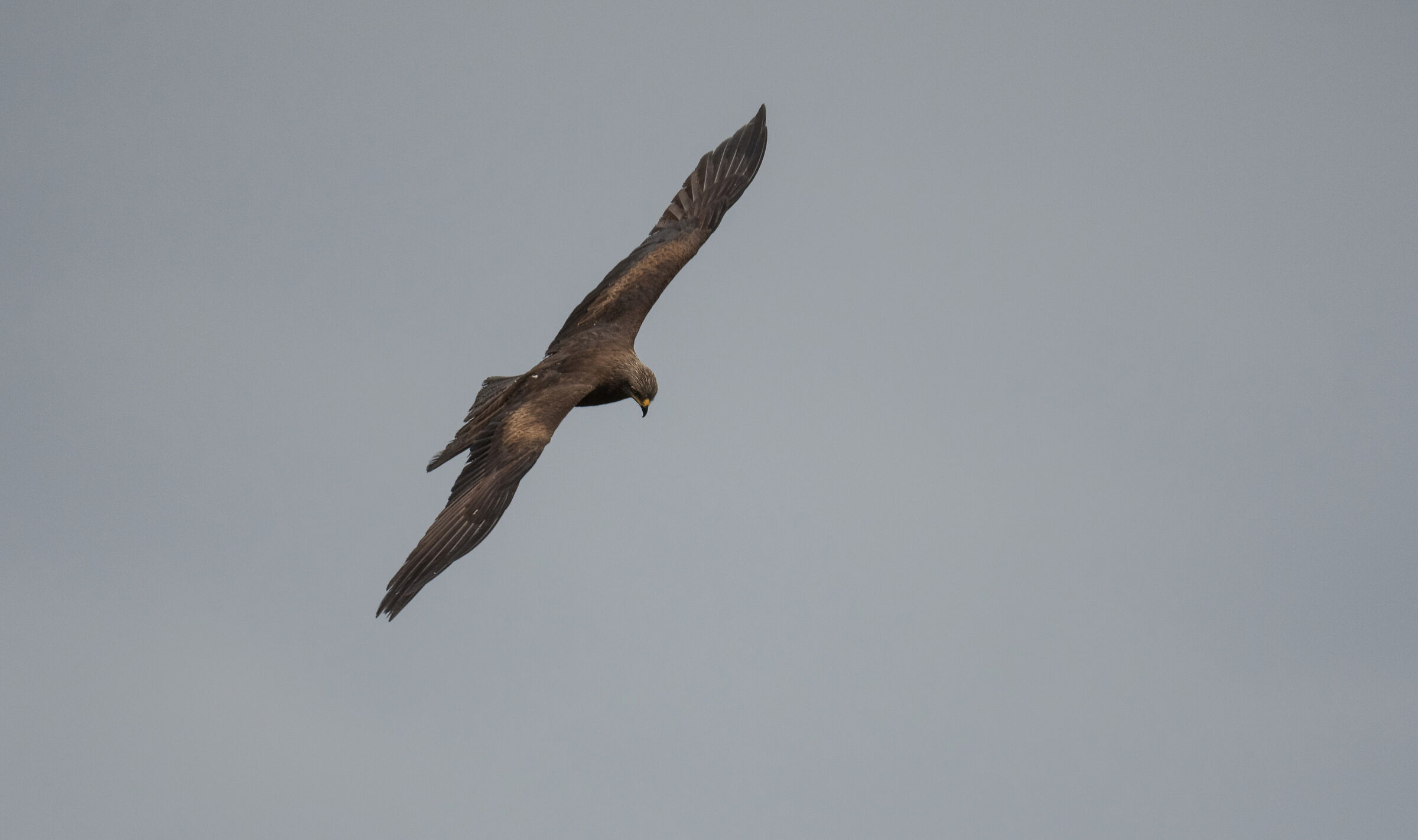 black kite