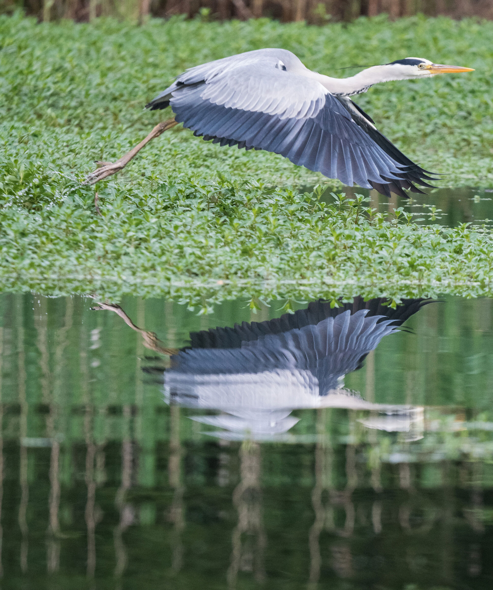 Grey Heron