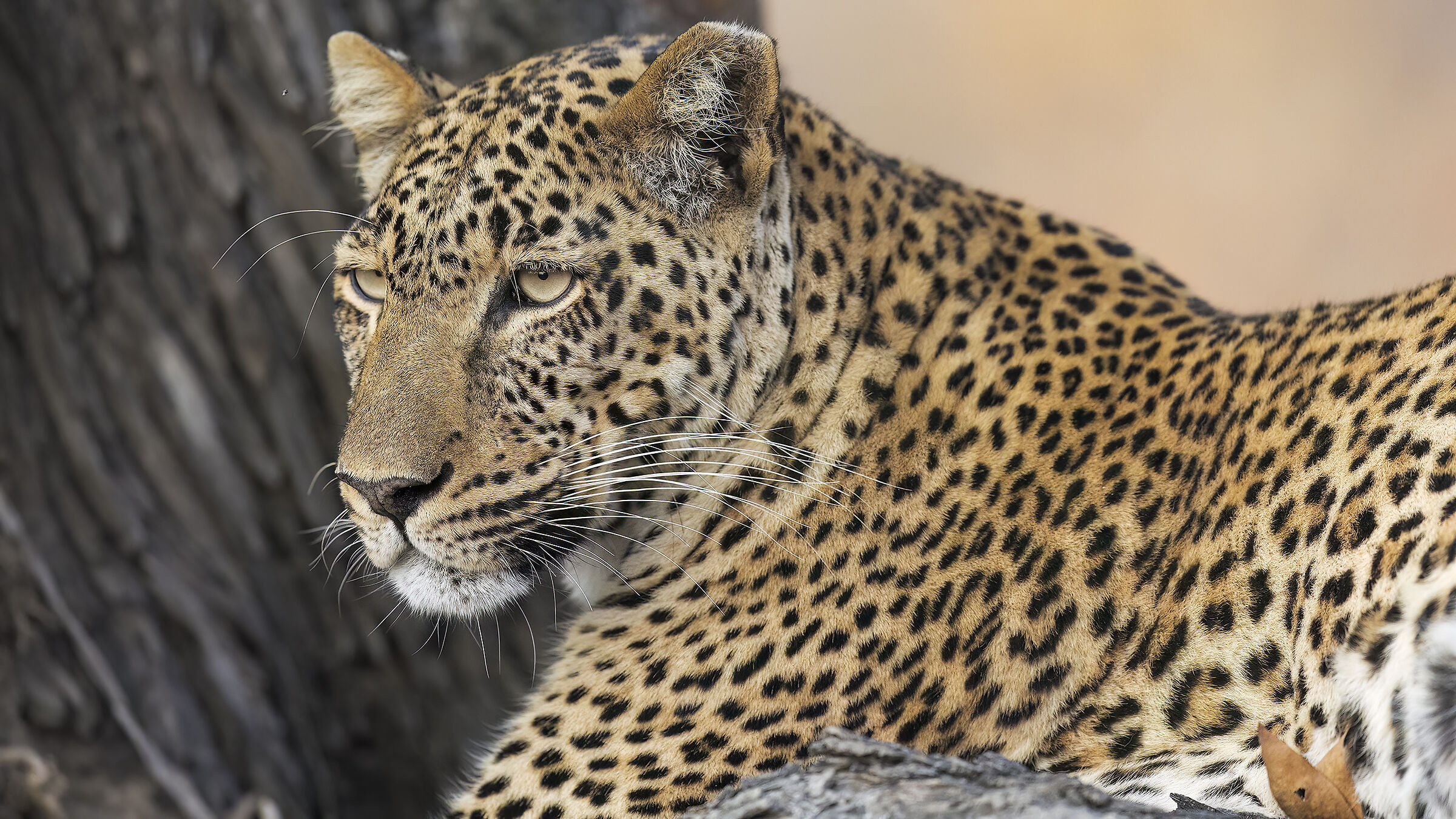 Leopard, South Luangwa National Park