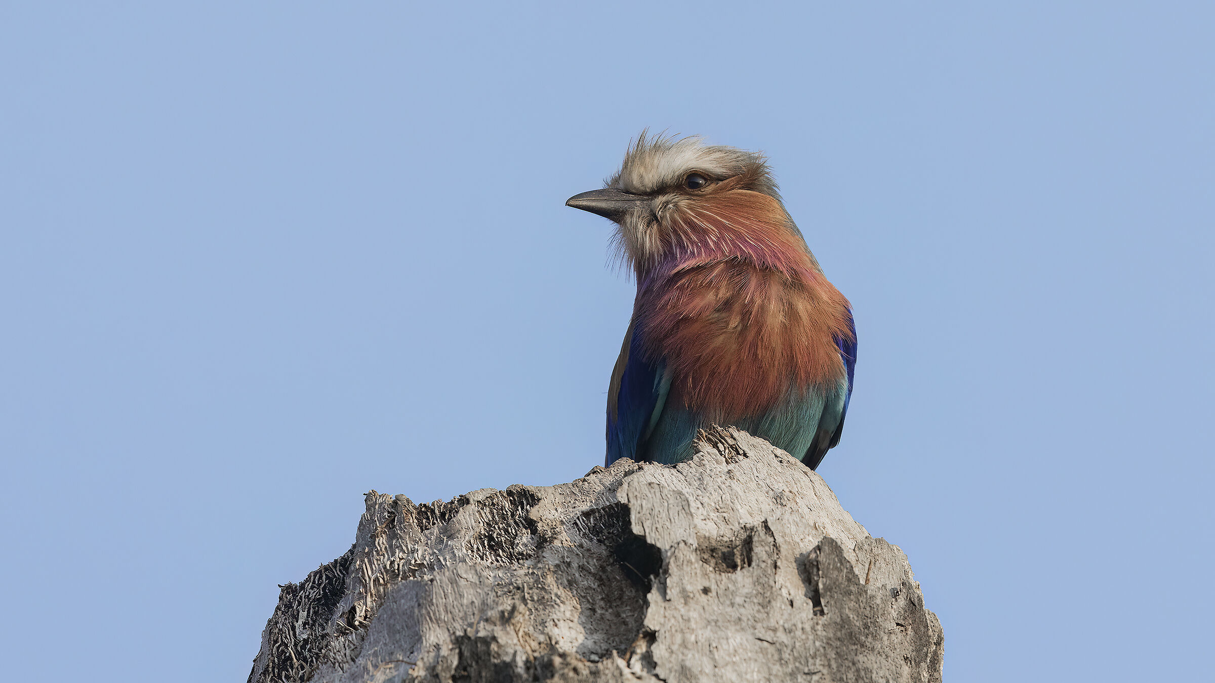 European Roller, South Luangwa National Par