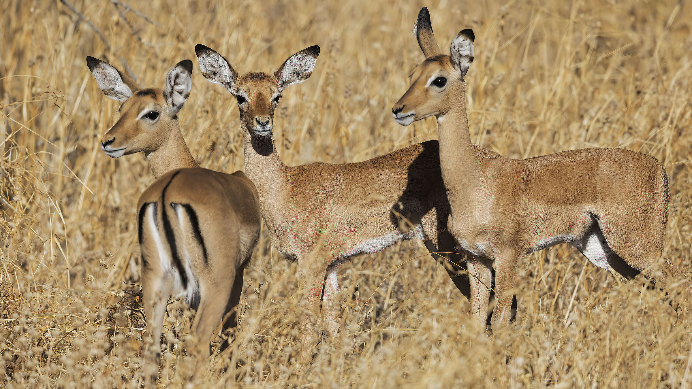 Impala