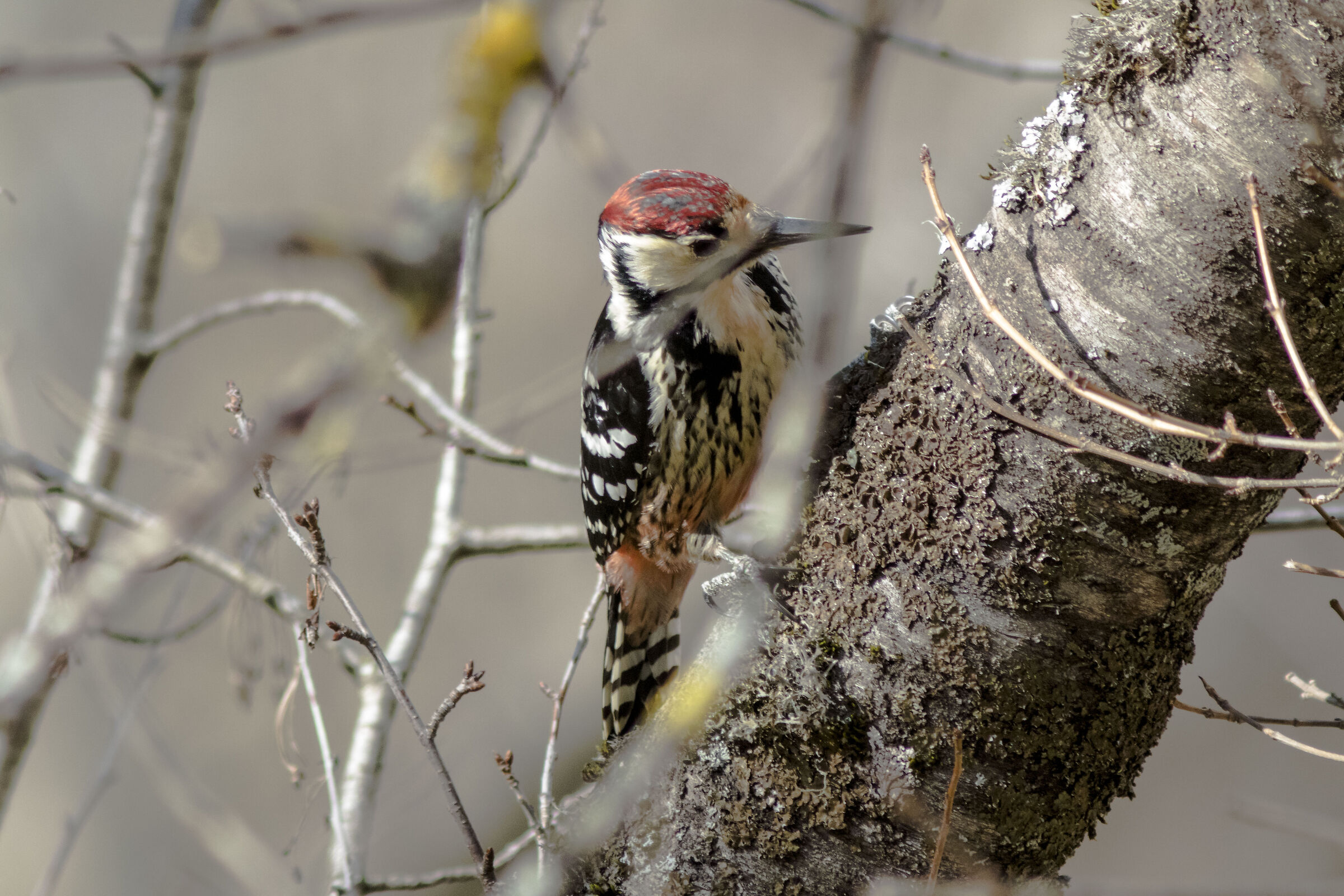 White-backed red woodpecker (Dalmatians)