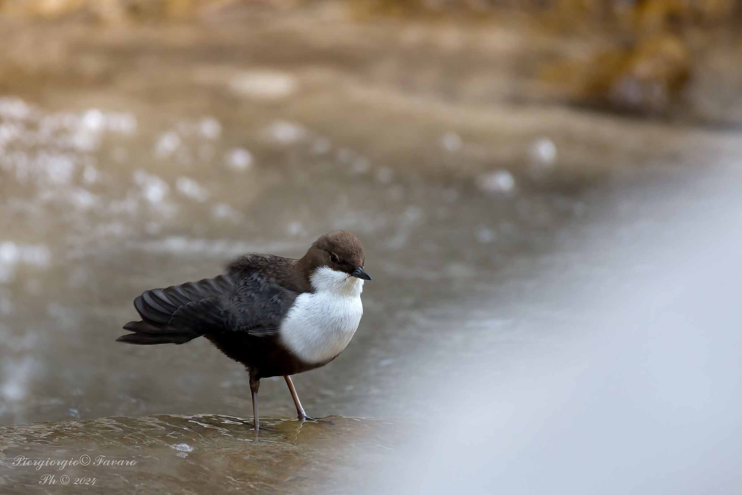 White-throated dipper