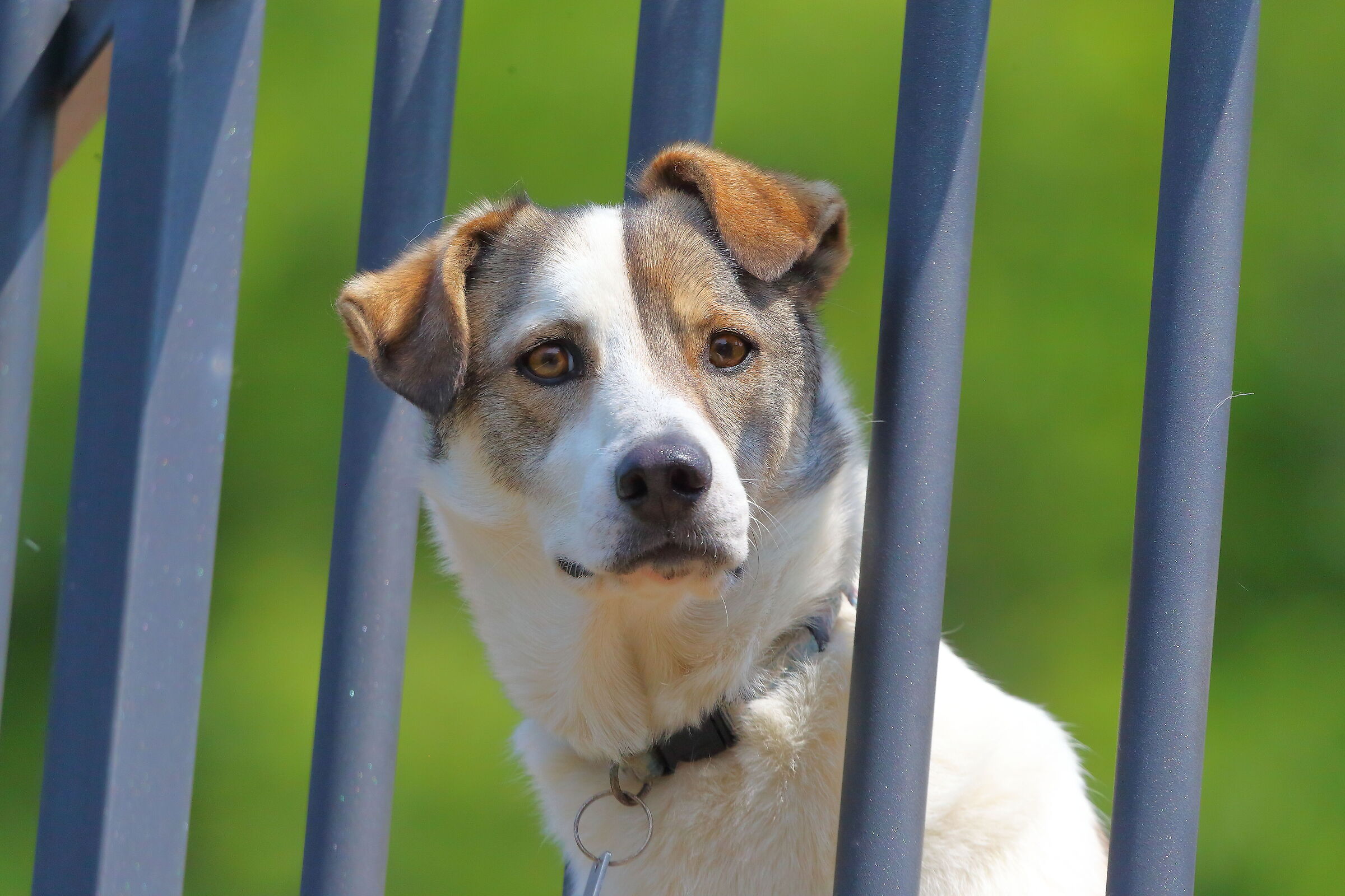 Billo 12 maggio 2024 - 9147