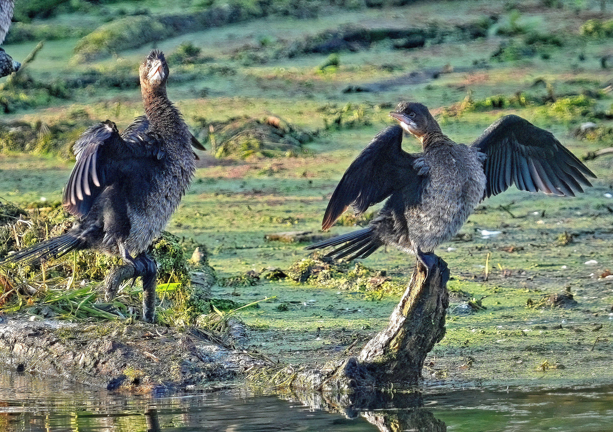 Young Cormorants posing.....