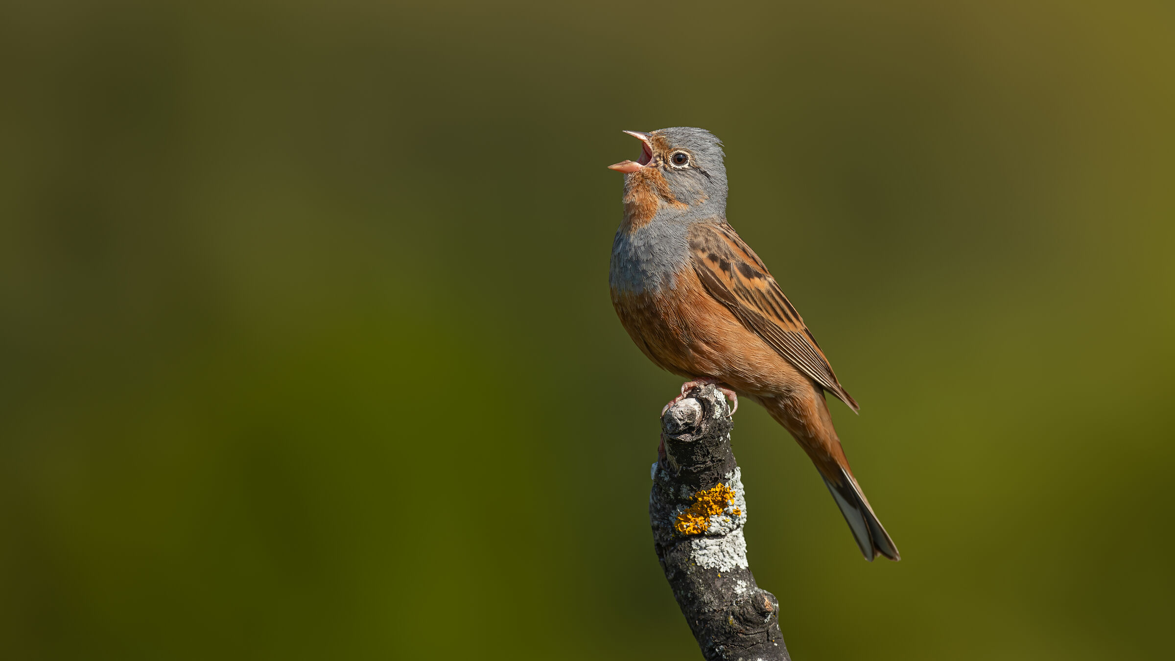 Cretzschmar`s Bunting