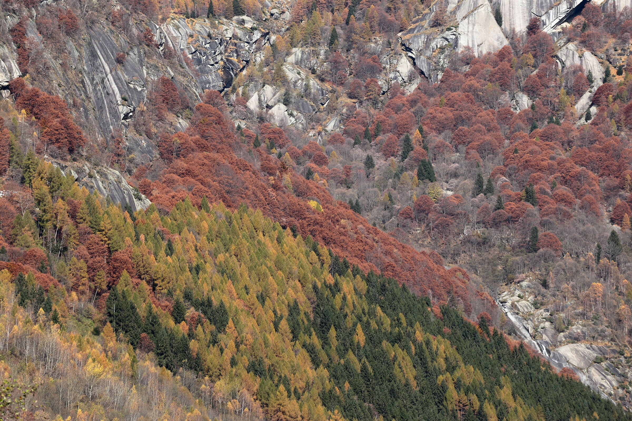 Colori autunnali Val Masino