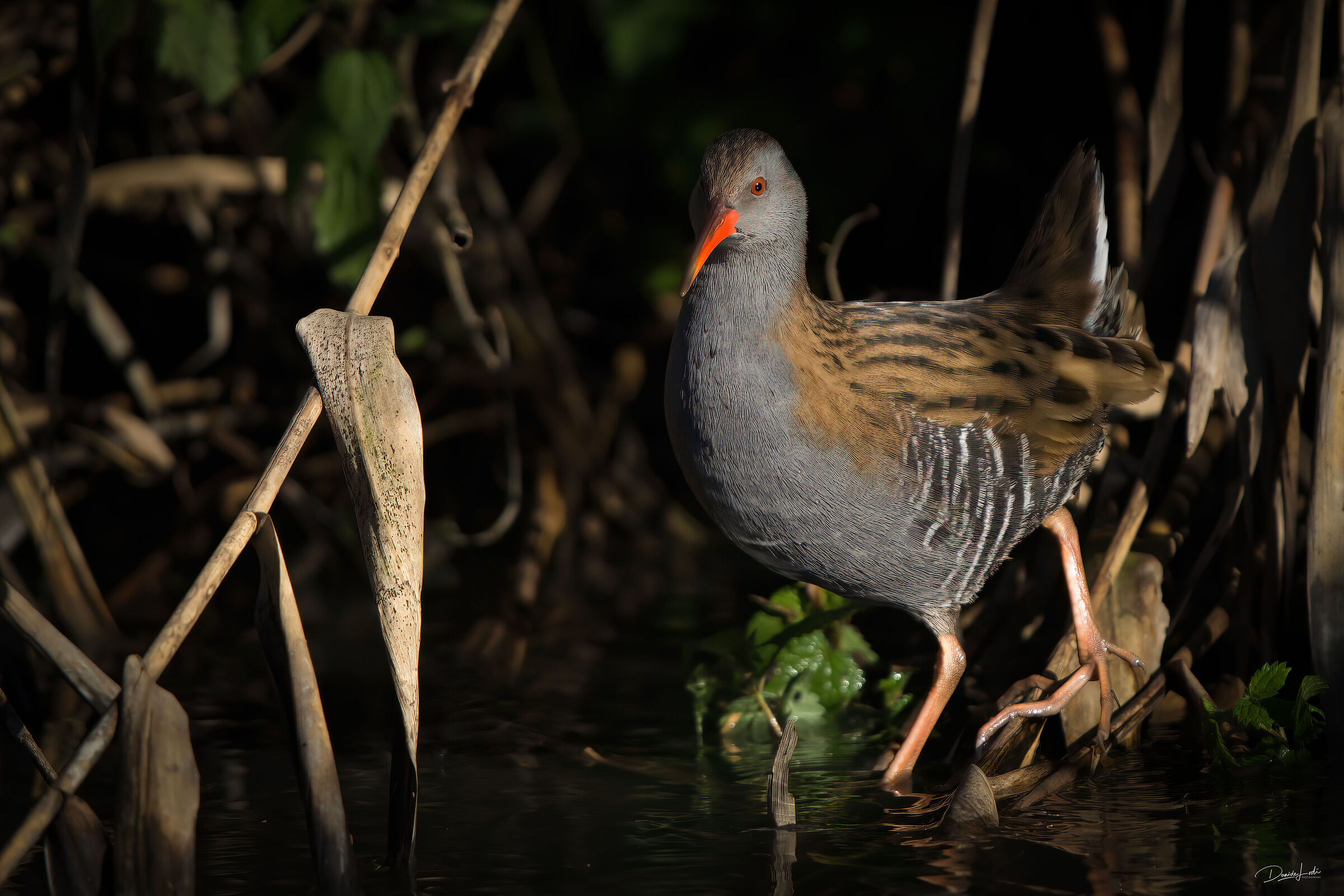 Water rail